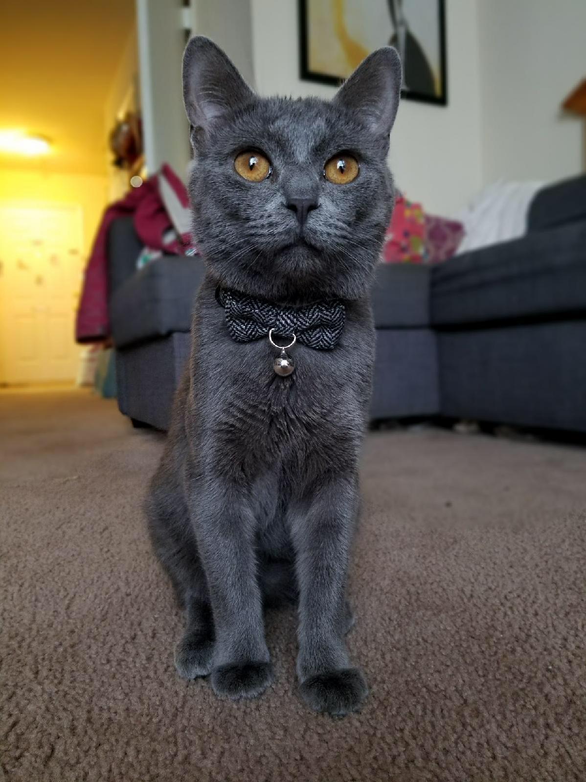 My Sisters Cat Is a Handsome Dude.