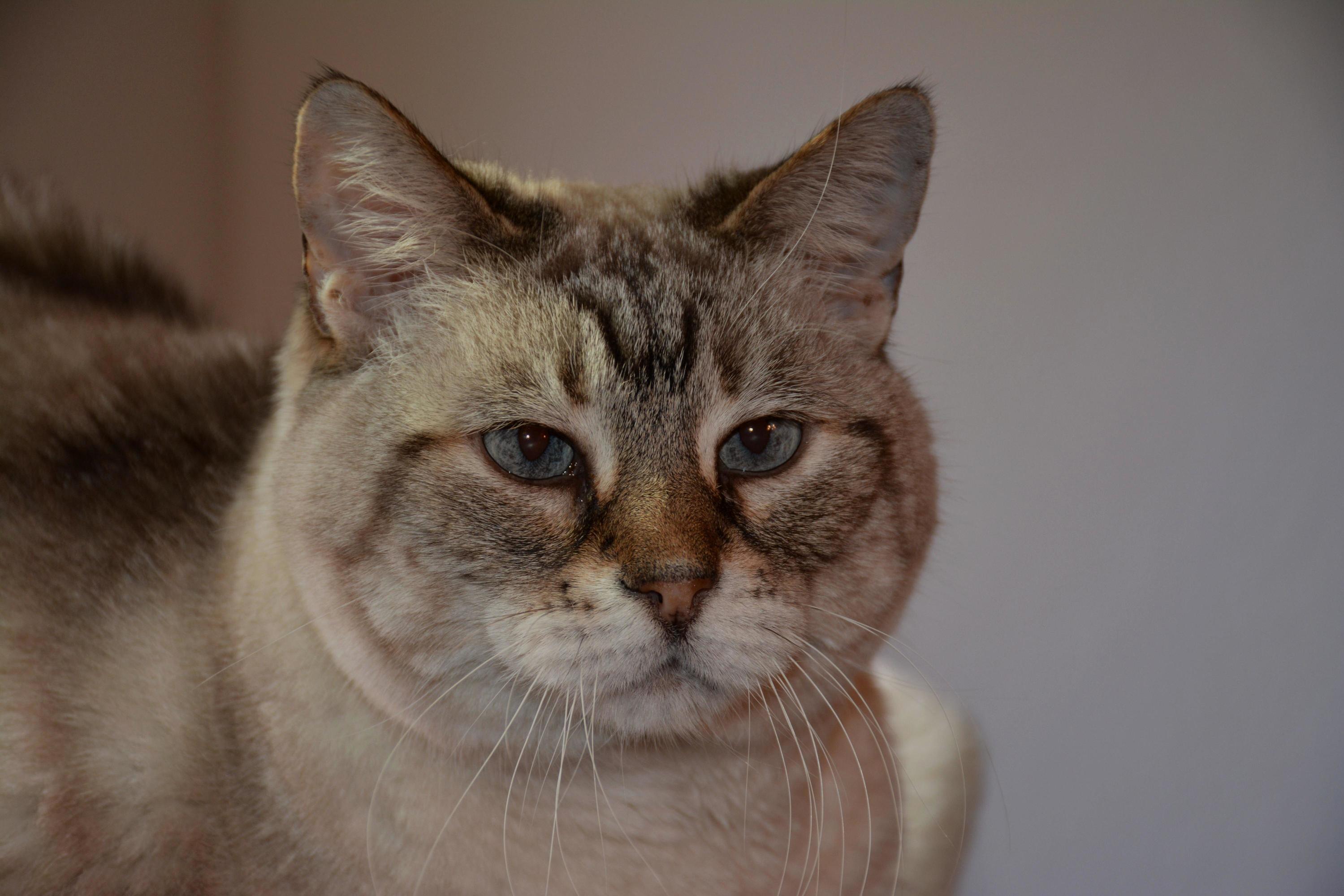 My Stella Passed Away a Year Ago Today. Im So Lucky I Was Able to Spend 15 Years with Her but I Still Miss Her Dearly.