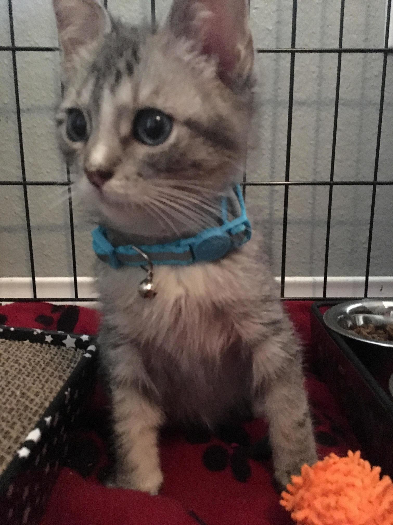 New Member to the Family )