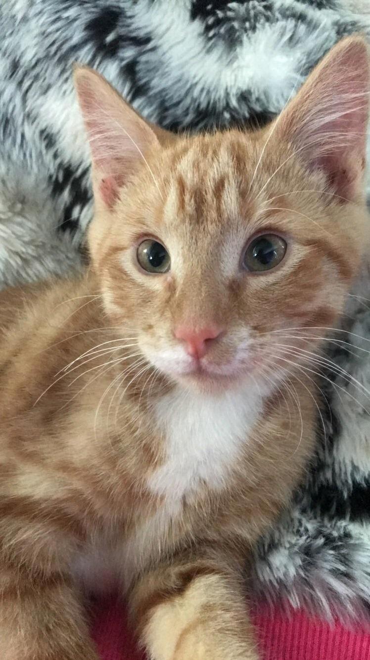 Newest Member.... Lewis!!!