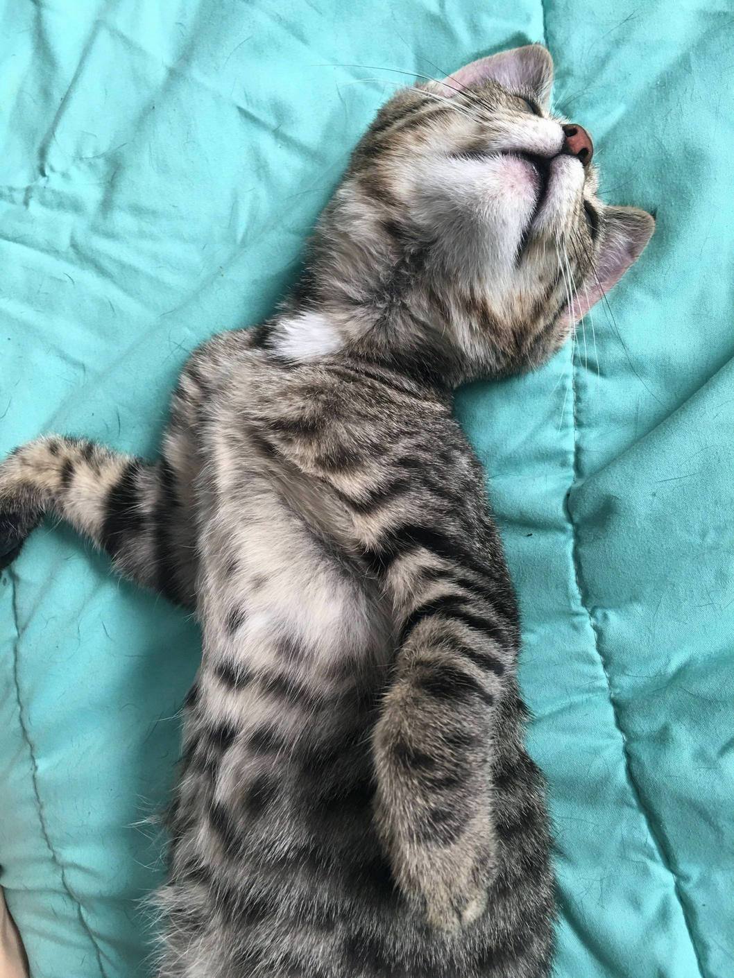 Not Dead,and Very Alive Sleepy Kitteh Pita (Pain in the Ass)
