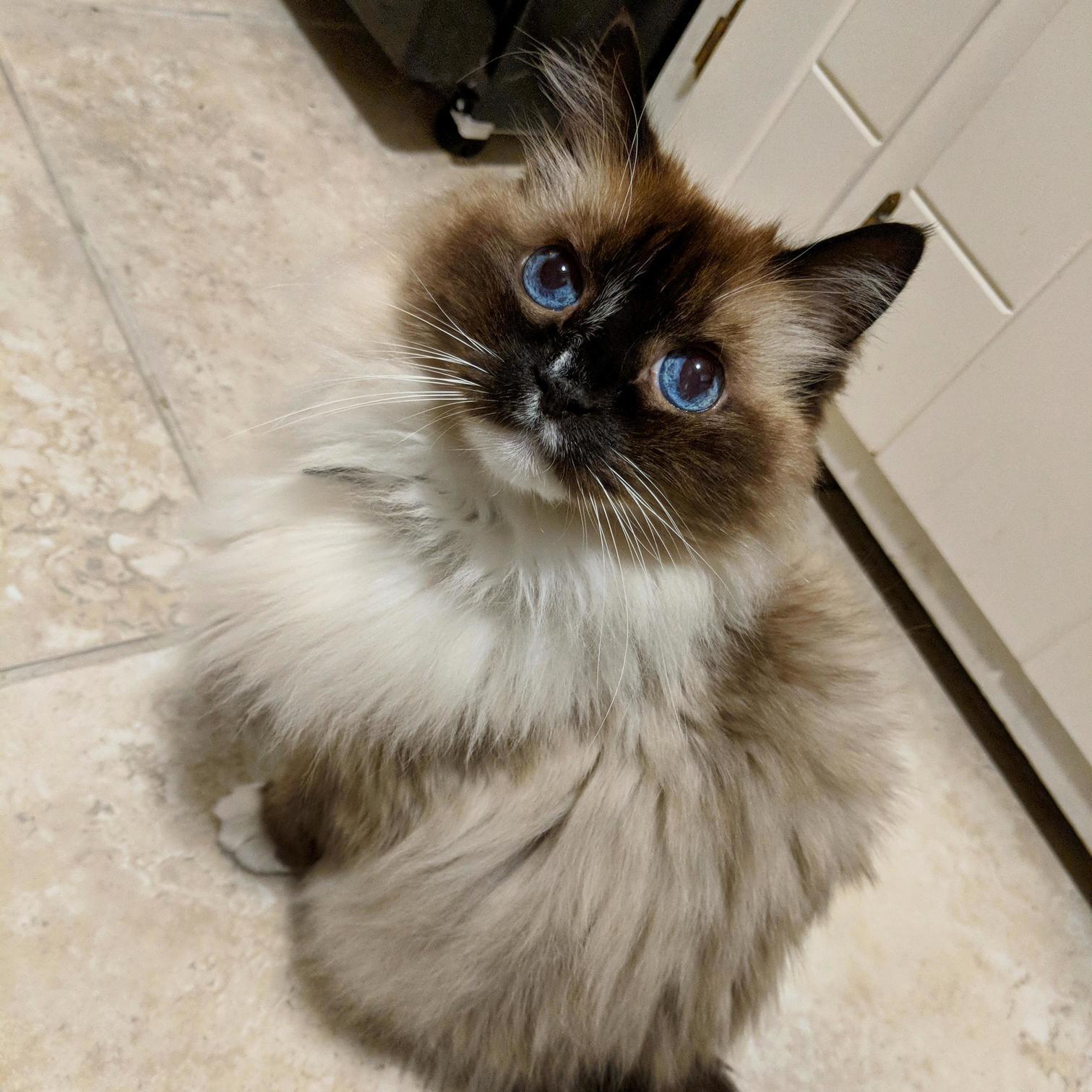 Ol Blue Eyes Is Getting Scruffy in His Old Age