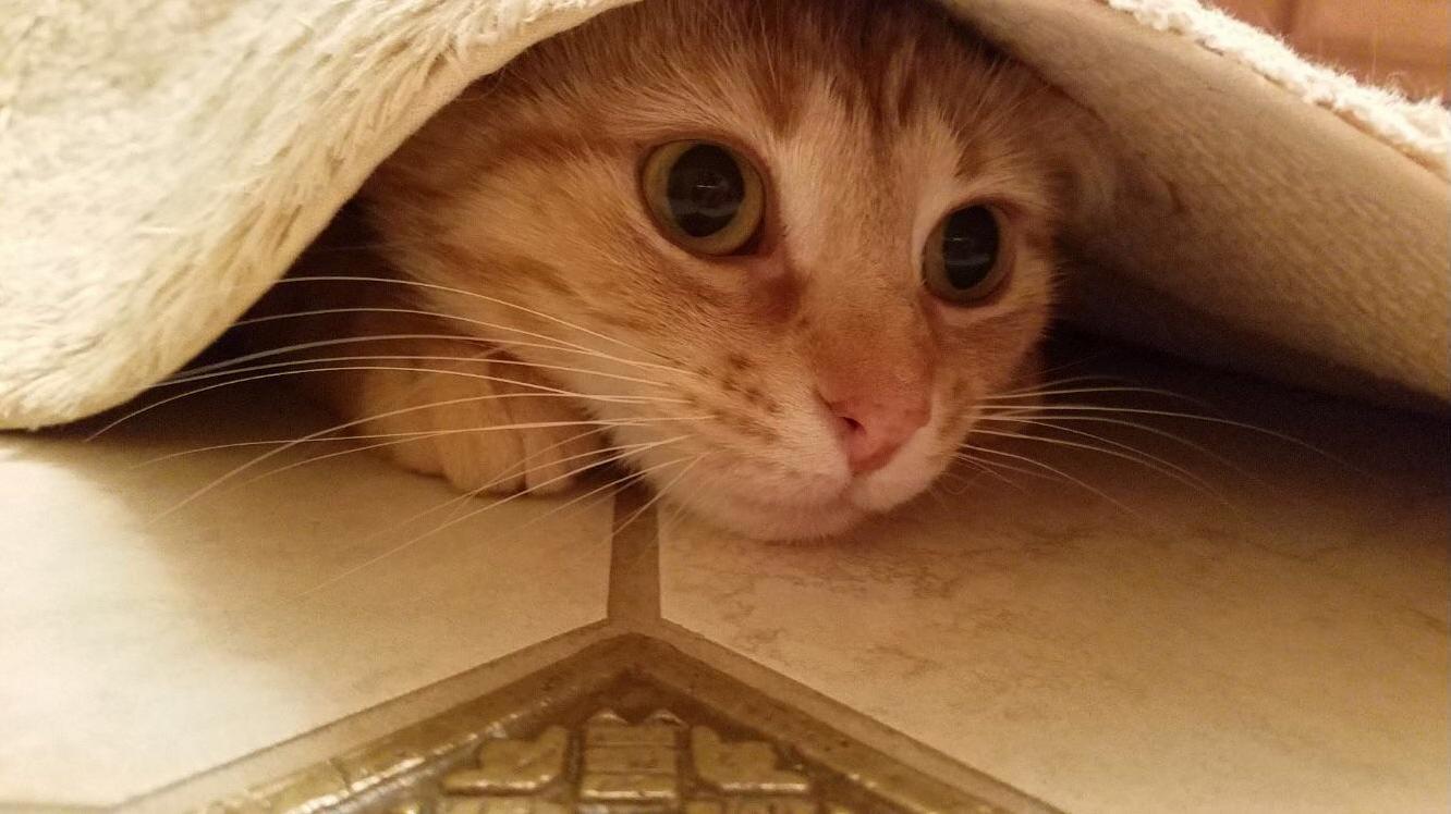 Peek-a-boo