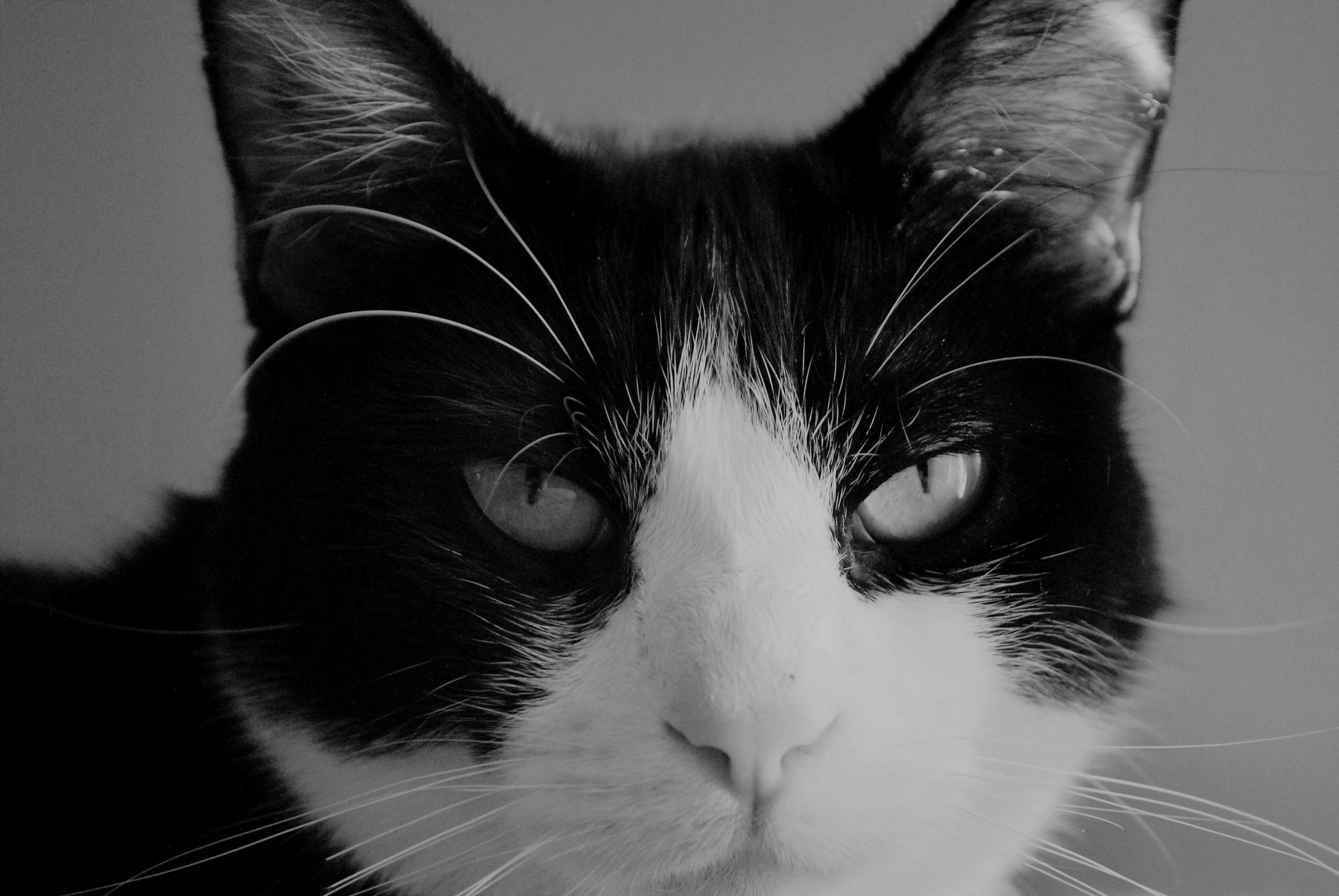 Photo I Took of My Tuxedo Today.