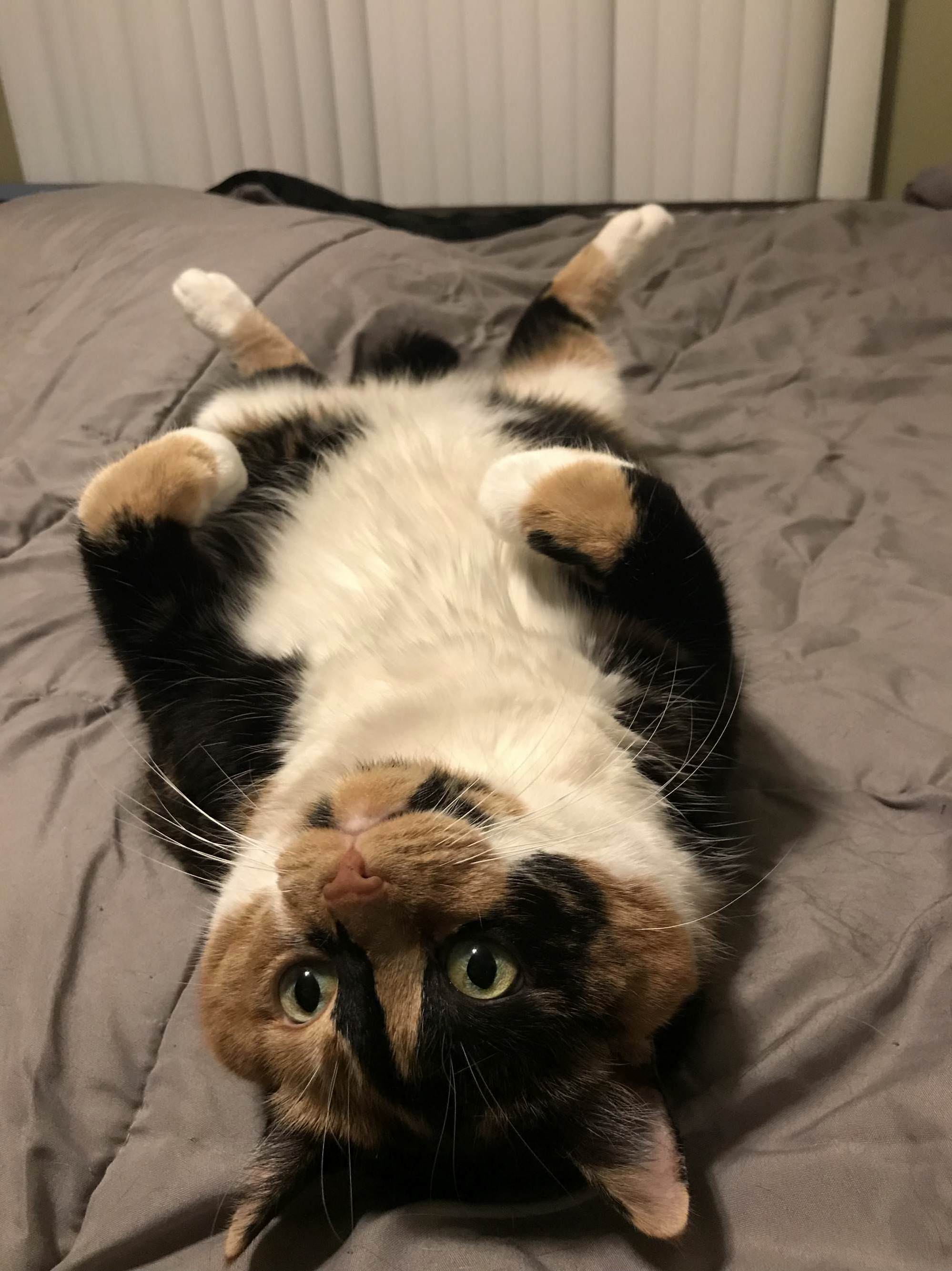 Pineapple Upside-down Cat