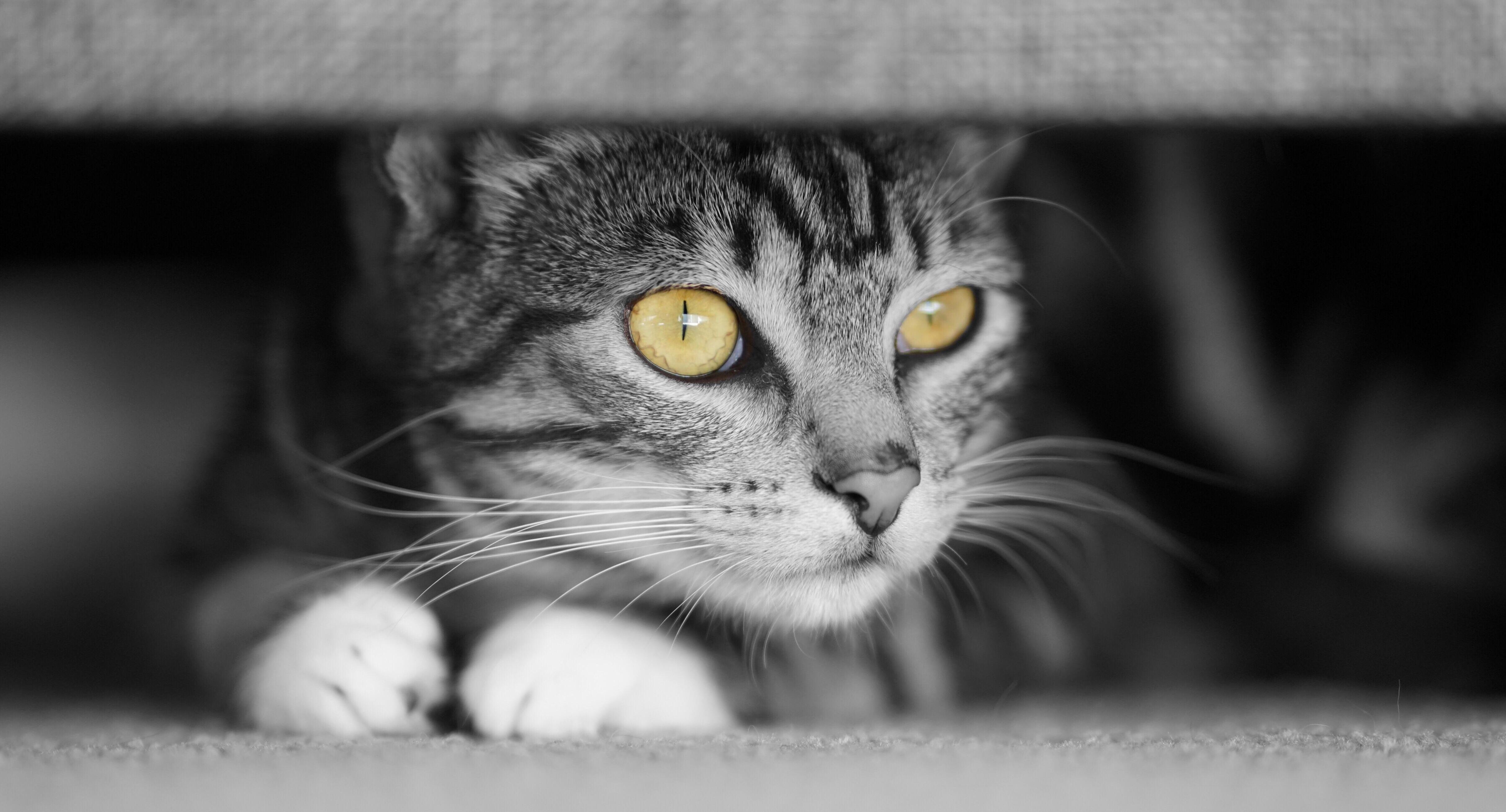 Possibly My Most Favourite Pic of My Little Maggie.