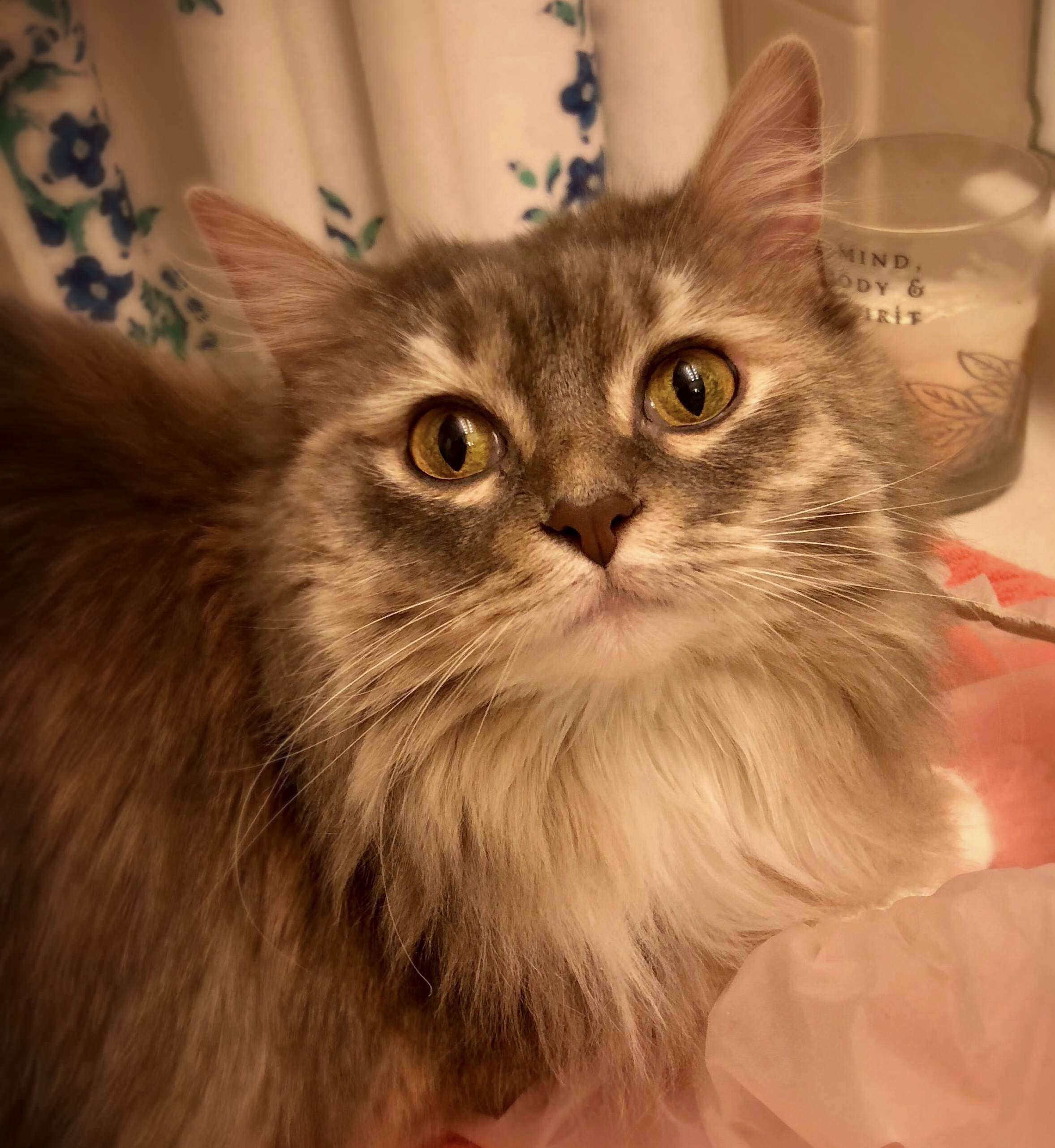 Pretty Little Beef.