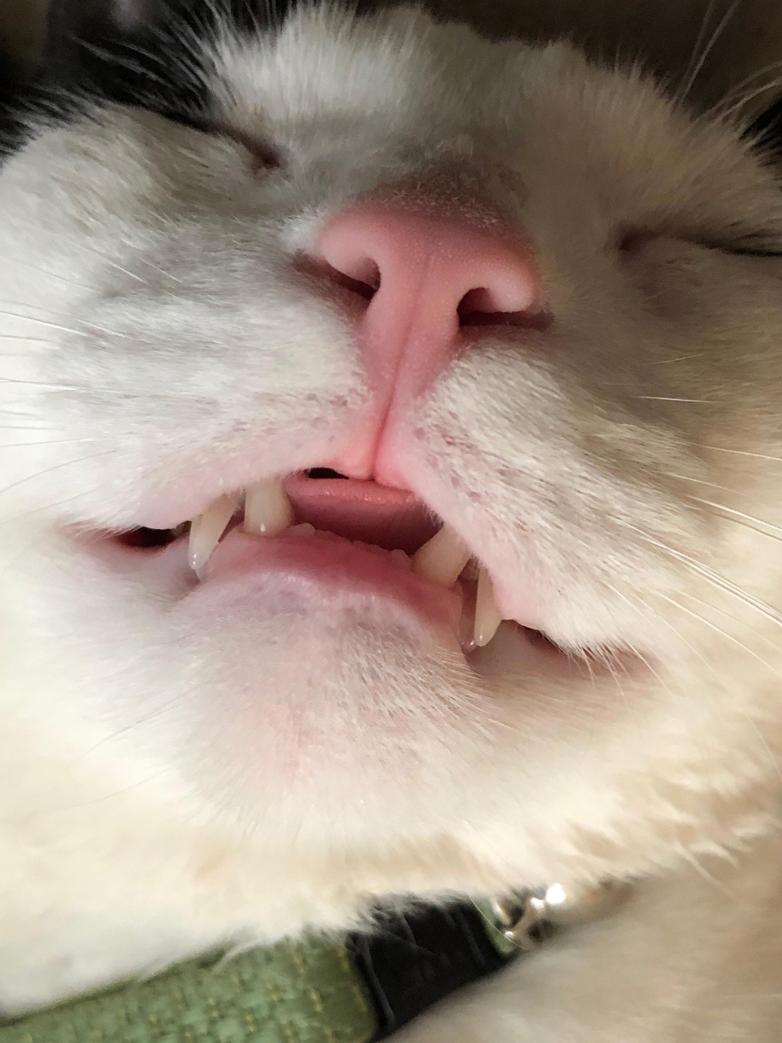 Pretty Sure We All Look Like This When Were Sleeping...
