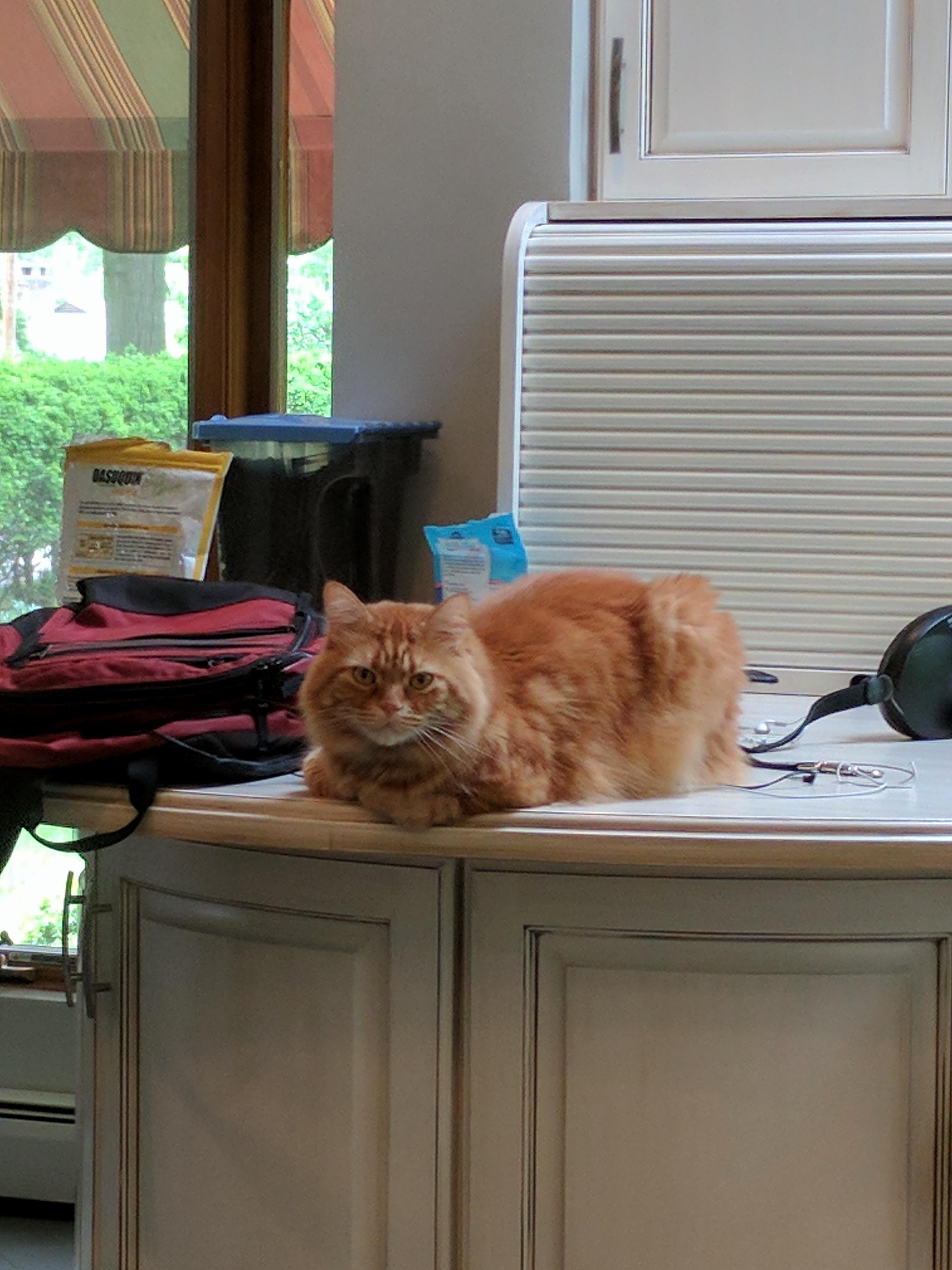 Pro-loafer