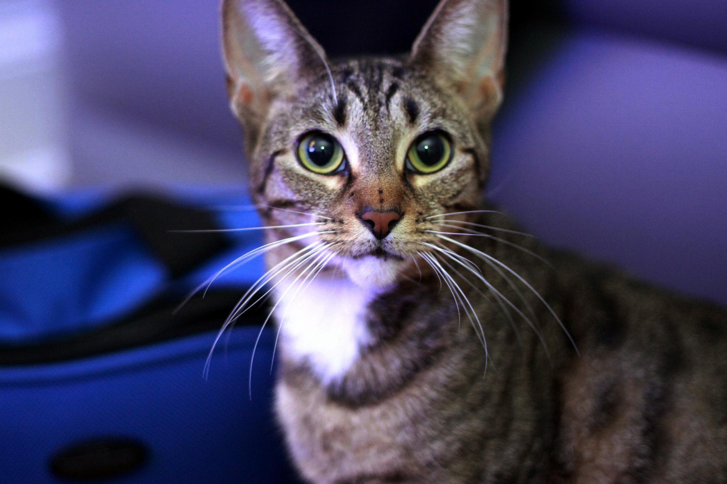 Pulled Out the Camera and Decided to Take Some Pictures of Taco