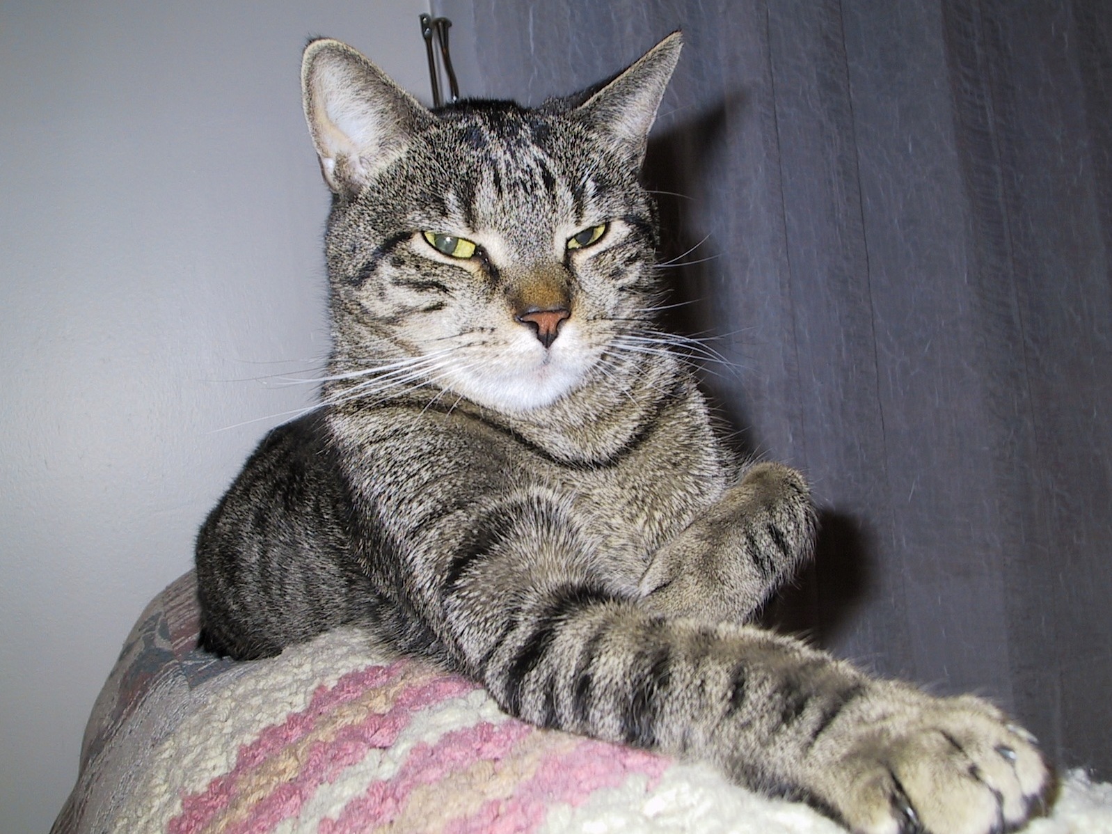 Really Need Help! Cat Has Long-term Diarrhea, Three Vets Have No Idea Whats Wrong.