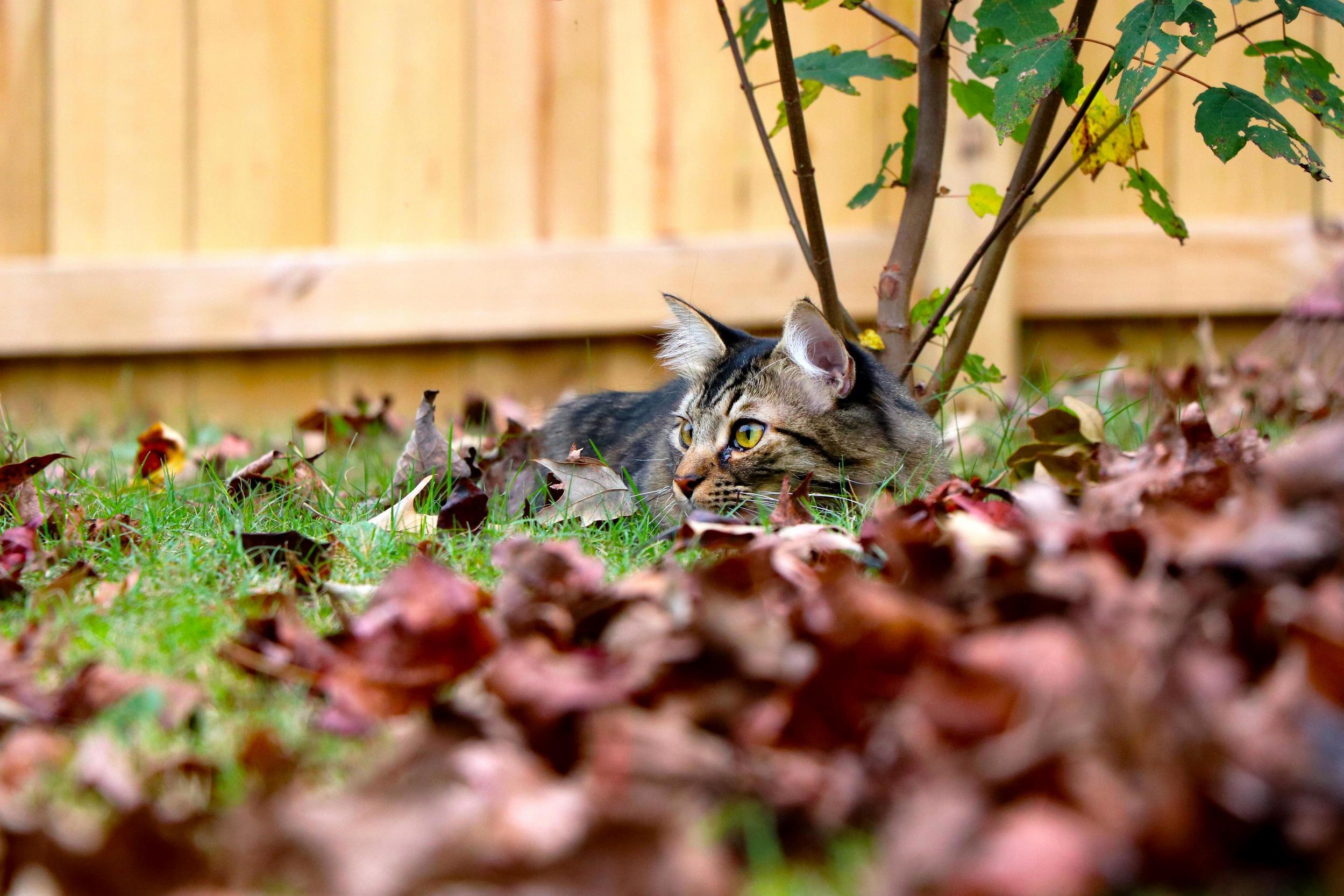 Relaxing in the Leaves