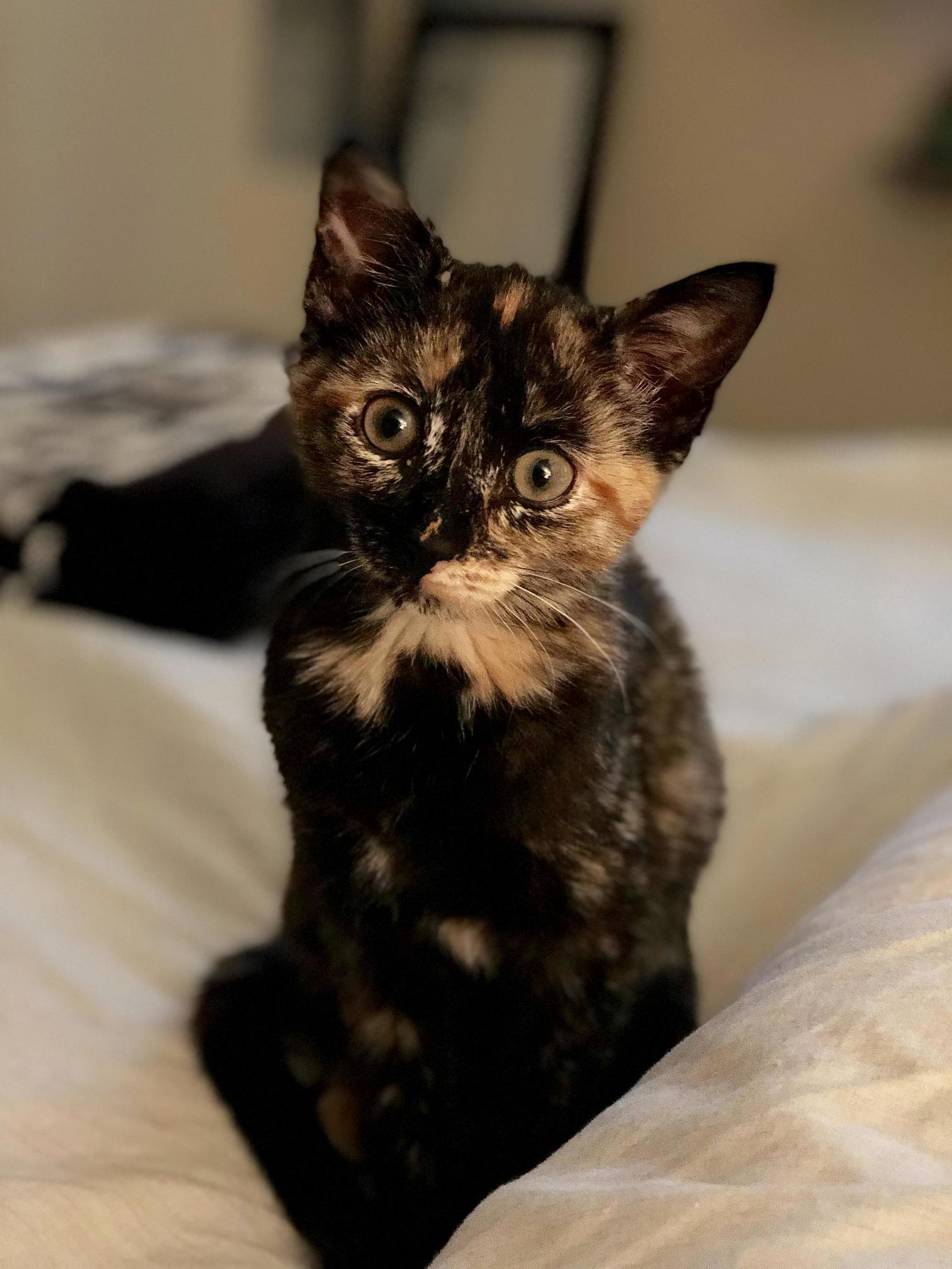 Rescued This Little Girl from the Shelter