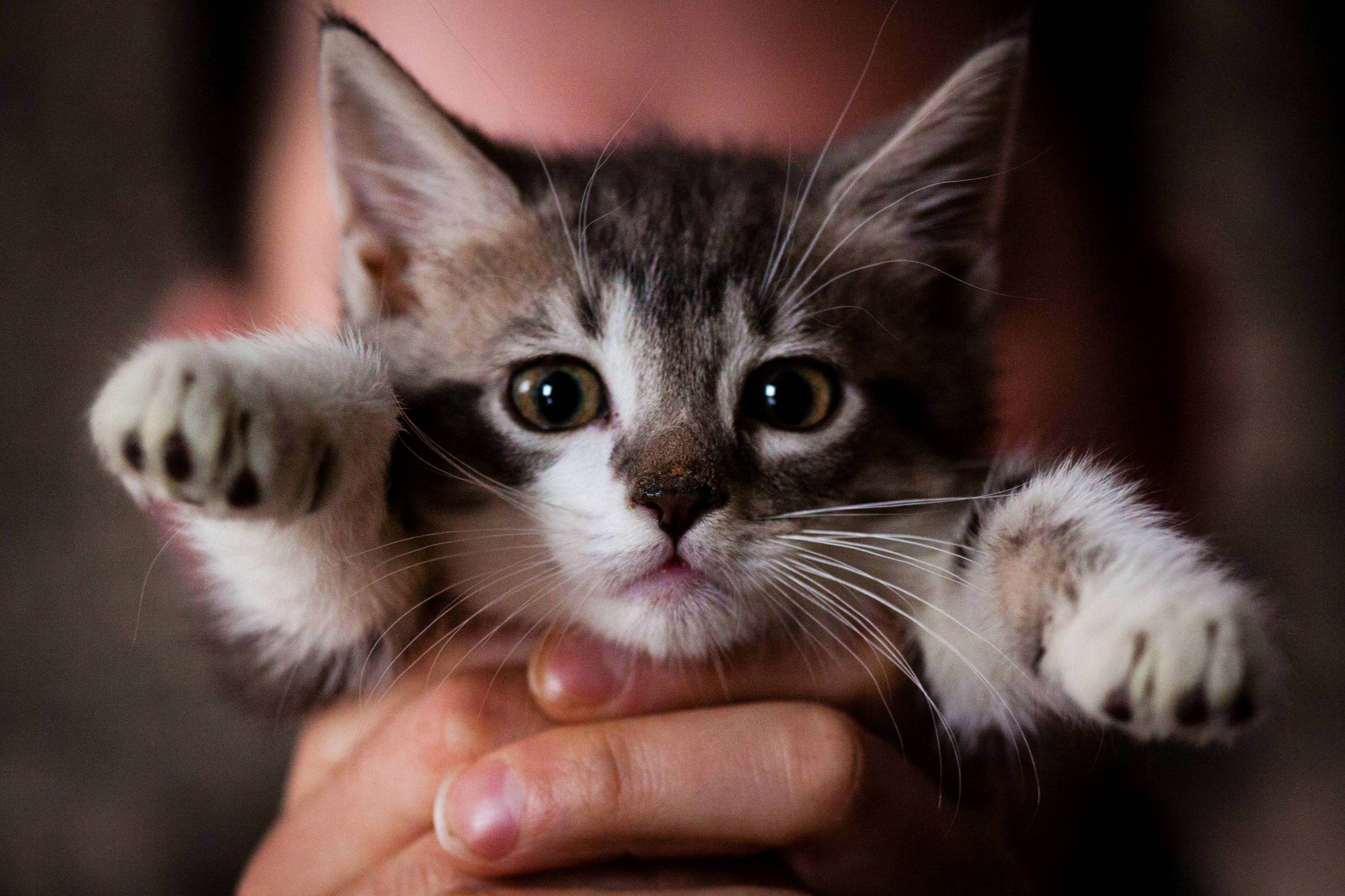Rescued This Little Kitty Last Week