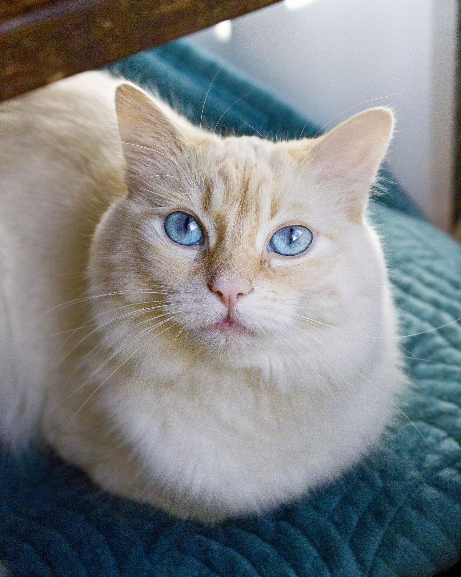 Sardine, Flame Point Ragdoll. This Cat Is So Extra.