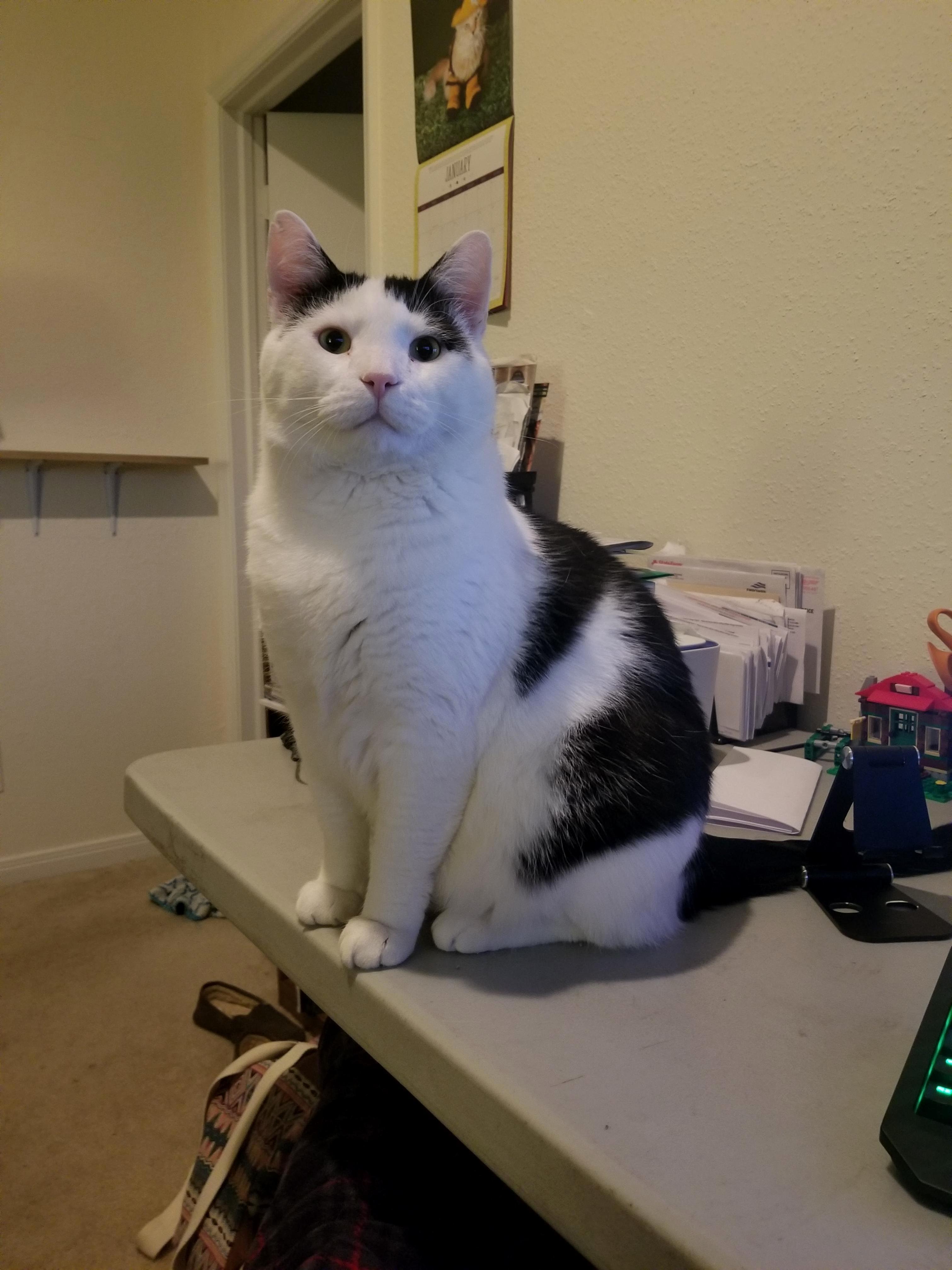 Say Hello to My Big Boi Tony!