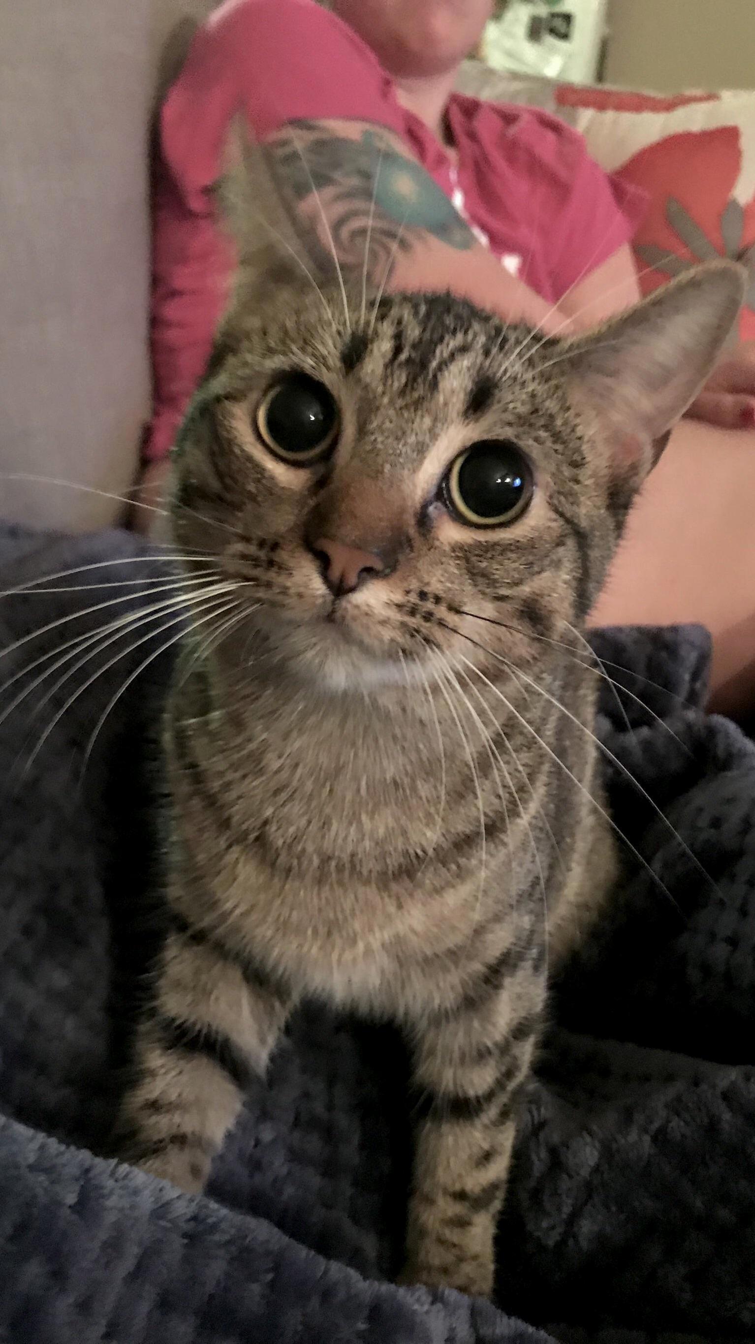 Say Hi to Toni Girl