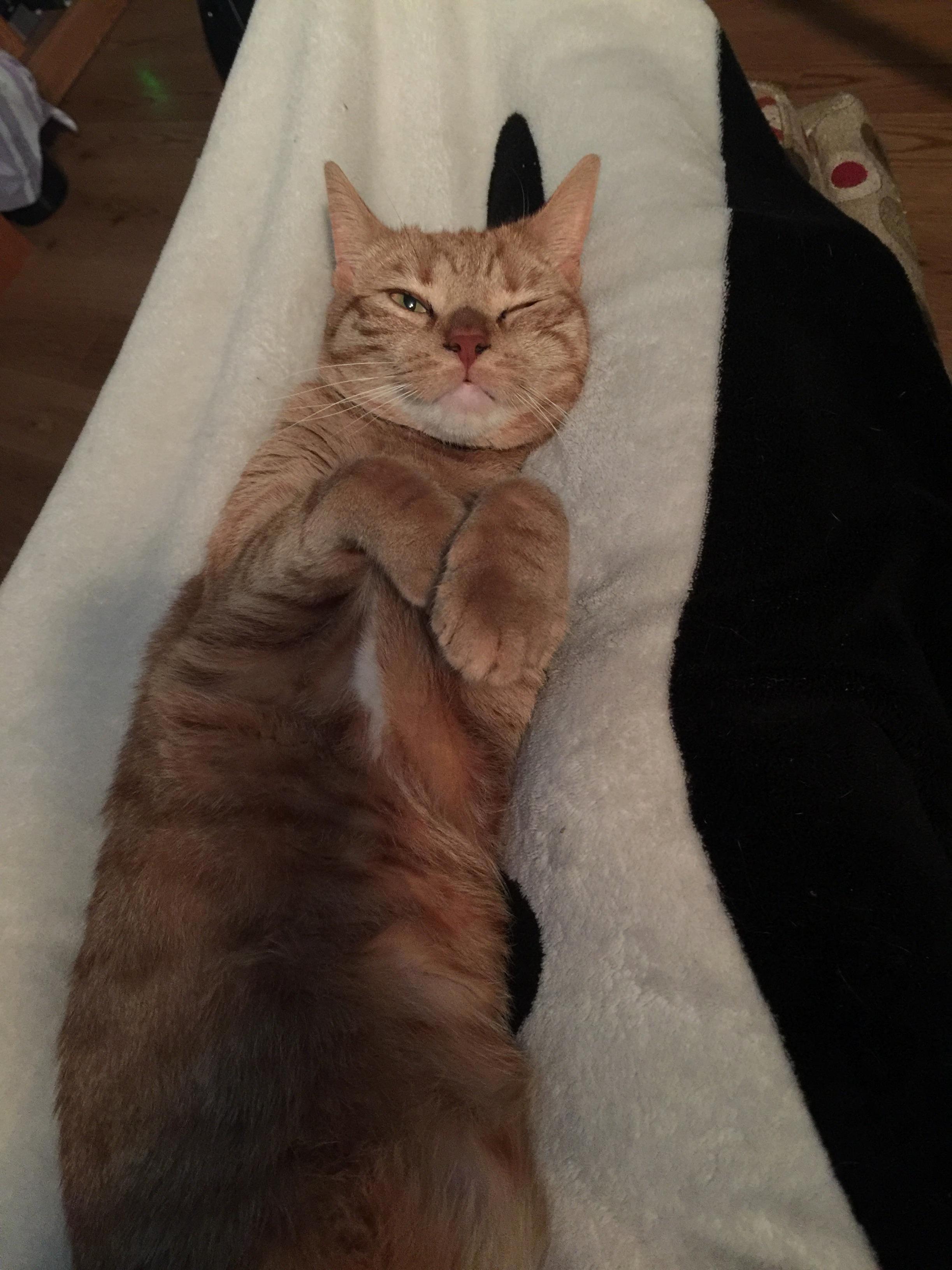 She Peeked Her Eye Open When I Stopped Petting Her
