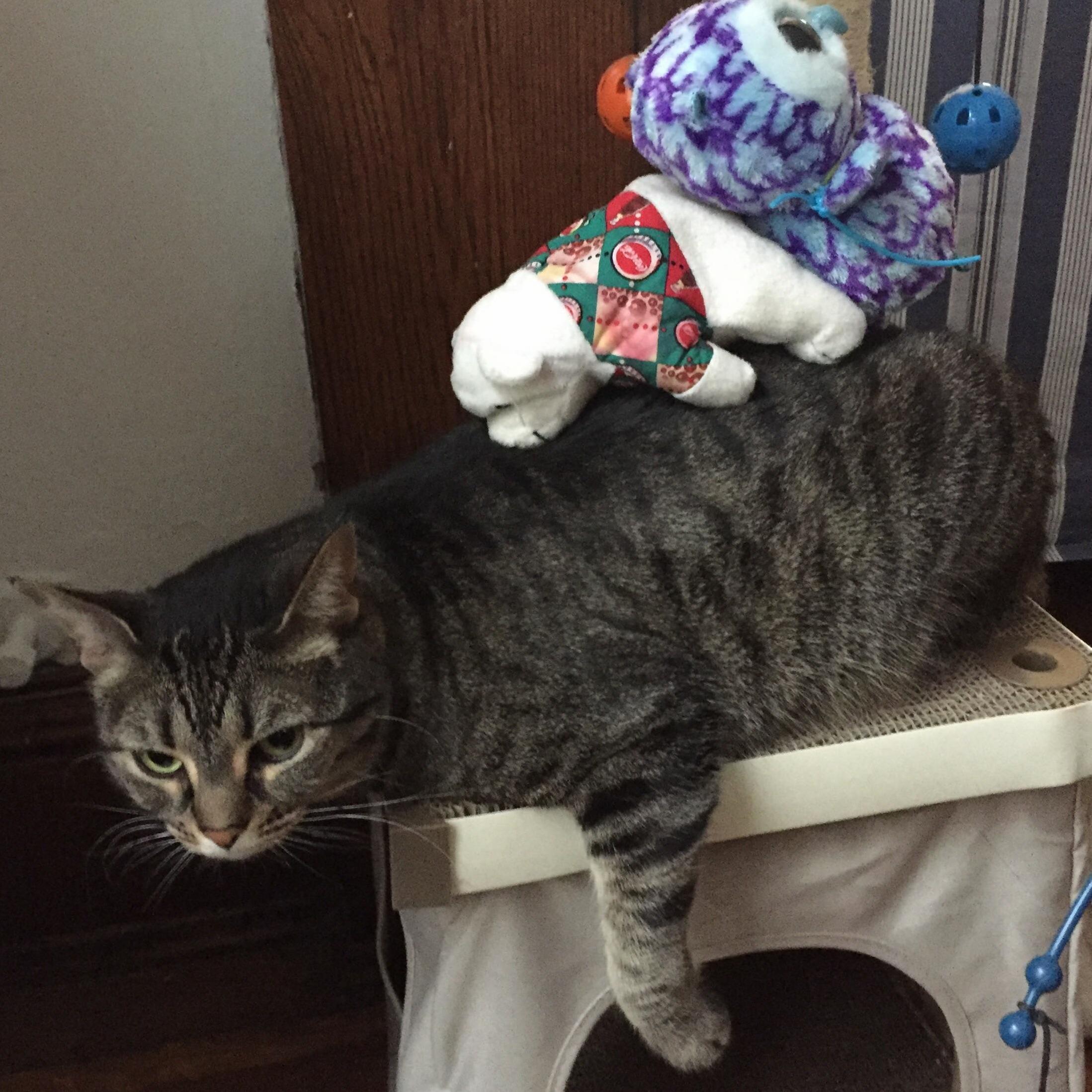 Six Year Old Niece Decided This Was the Thing to Do to My Five Year Old Cat.