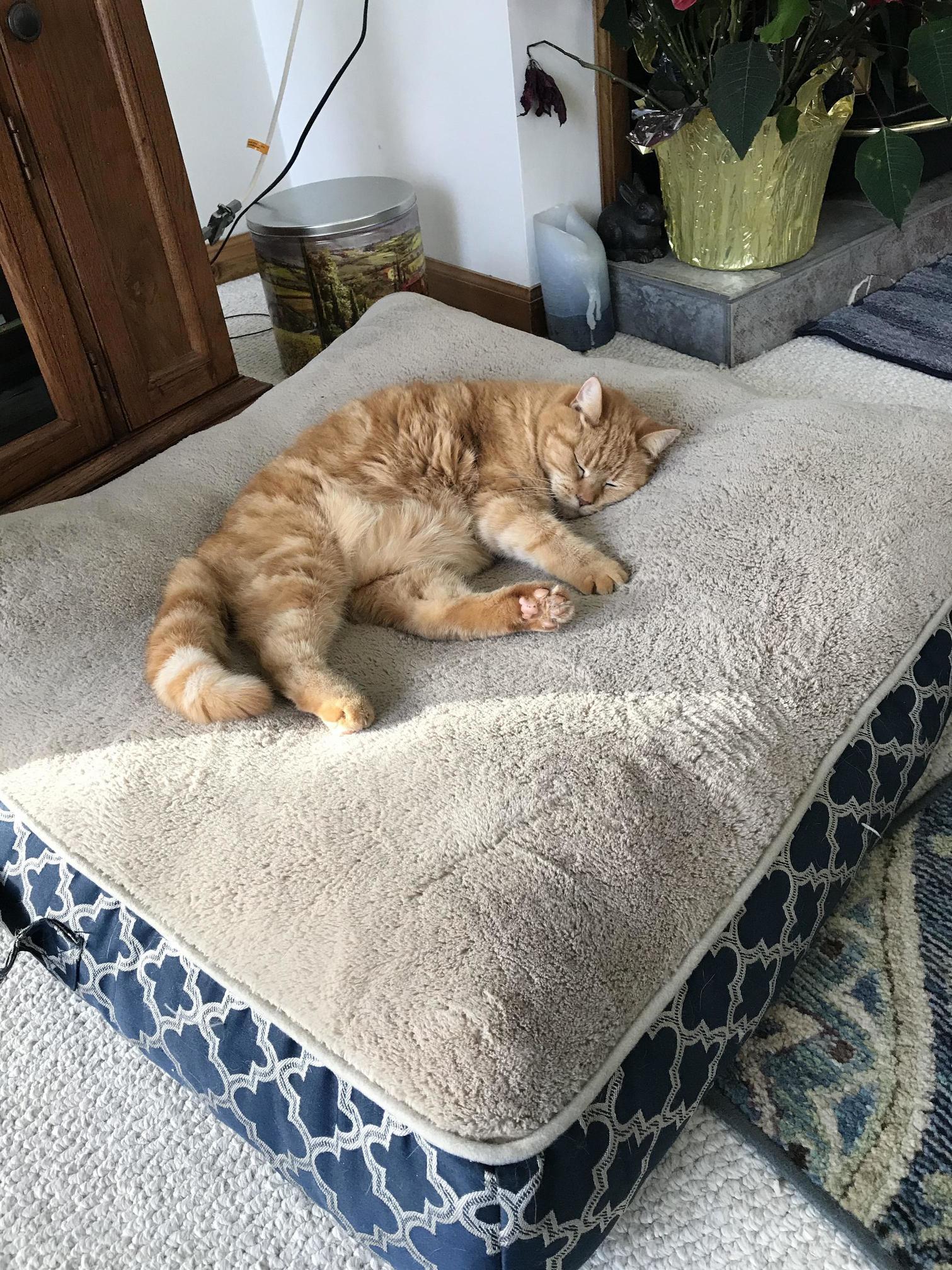 Sleeping on the Dog Bed Lol