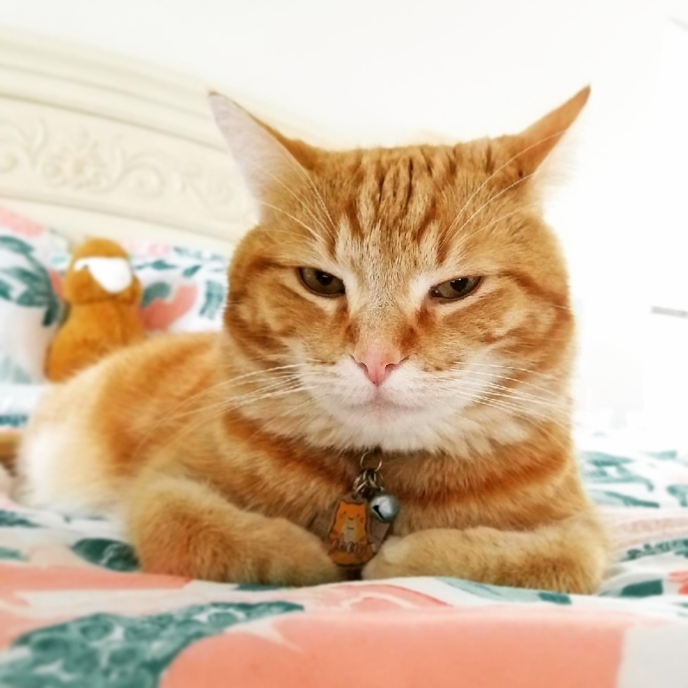 Slice of Grumpy Loaf Anyone