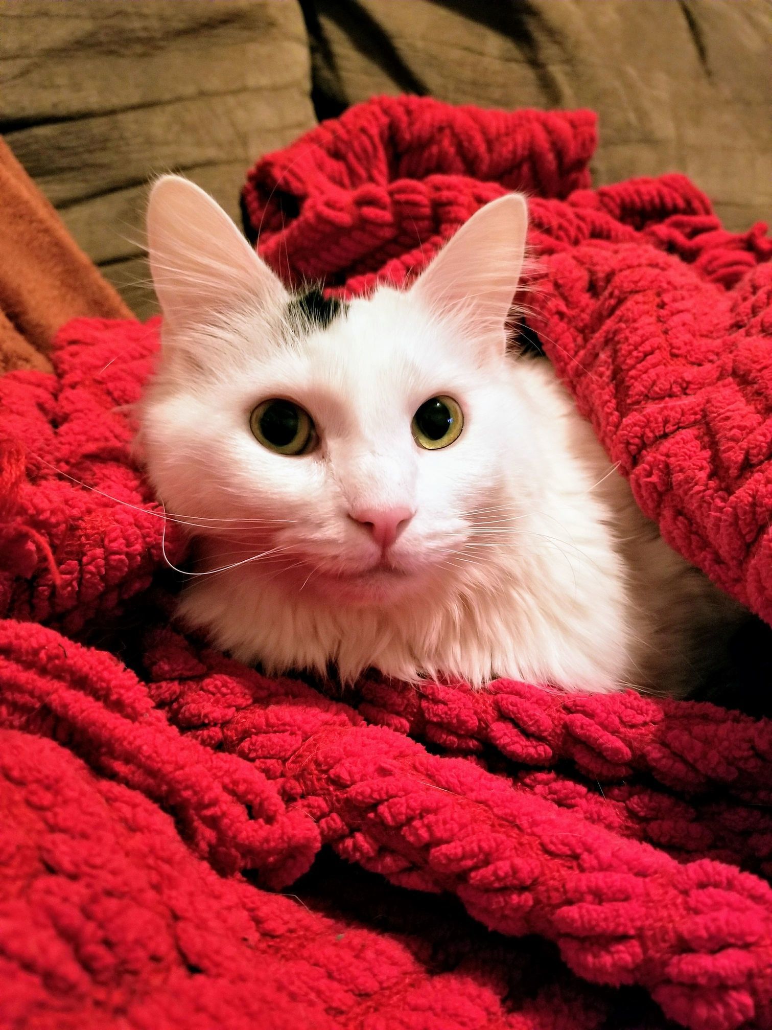Snug As a Bug!