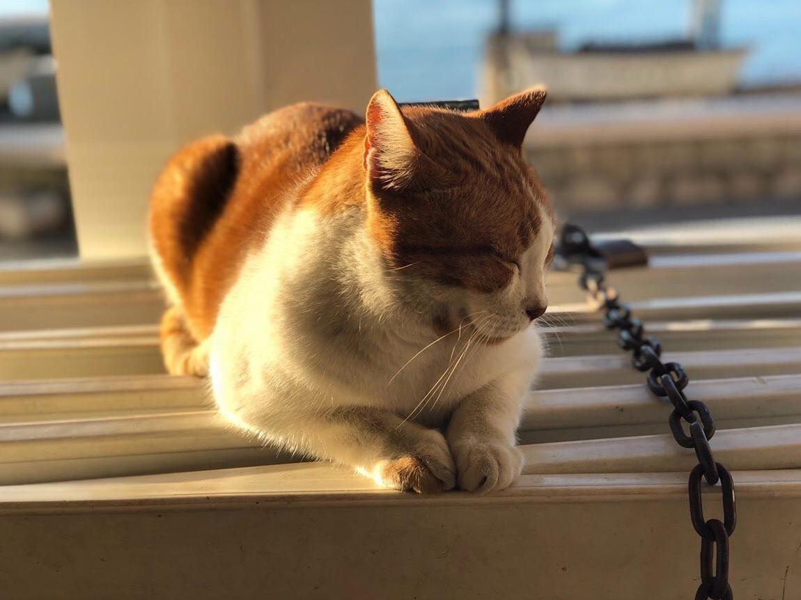 So Greets This Girl Everyday on His Way to Work. She Lives the Life by the Seaside and Today Was Enjoying the Morning Sun
