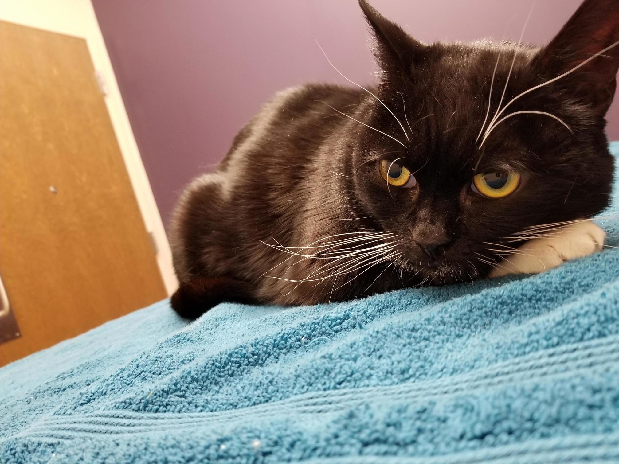 Someone Was a Little Angry with Me I Took Them to the Vet Yesteday..