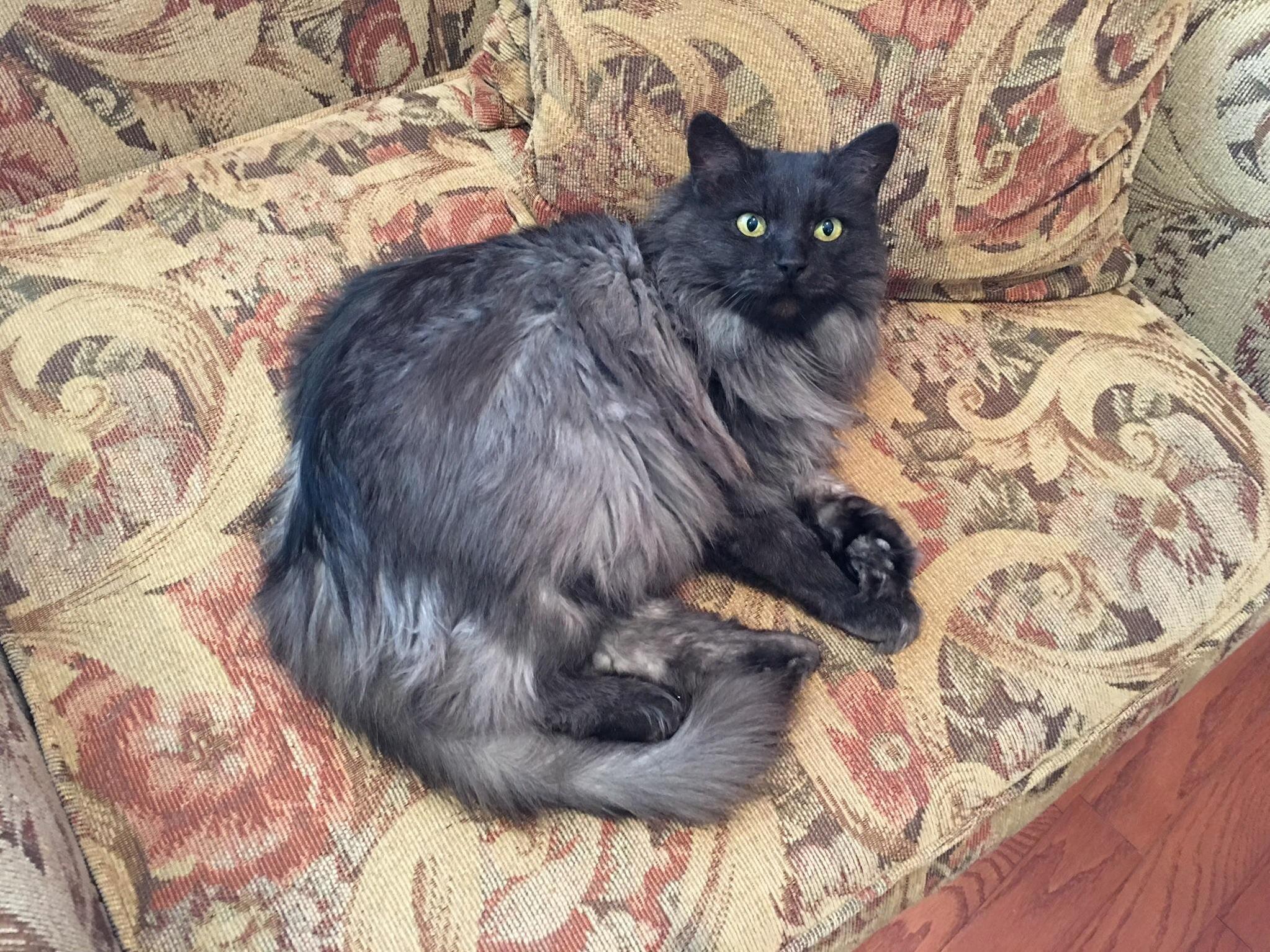 Sometimes We Suspect Our Cat Smokey of Having Supernatural Powers...something About Those Eyes.
