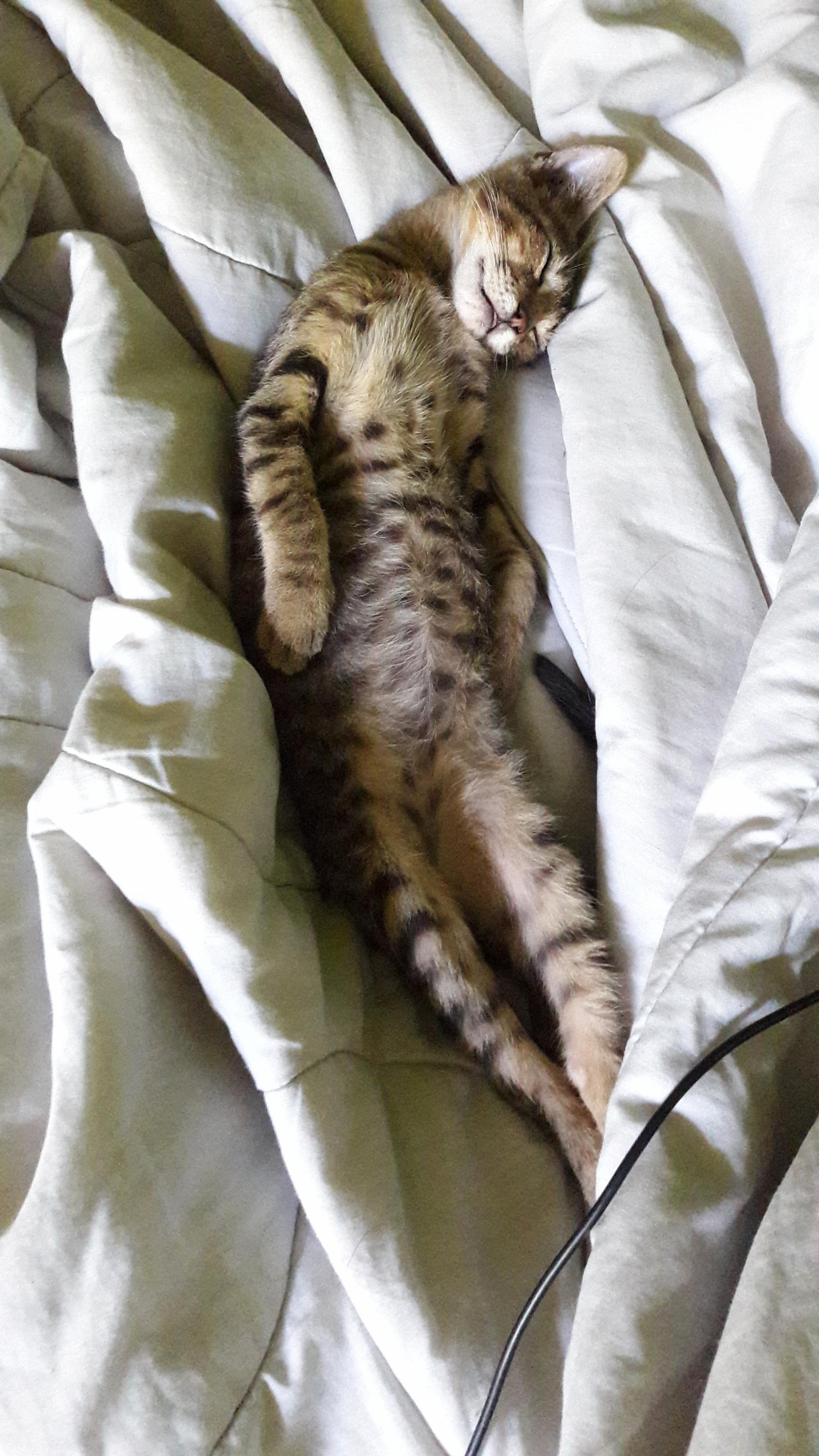Spaghetta Resting!