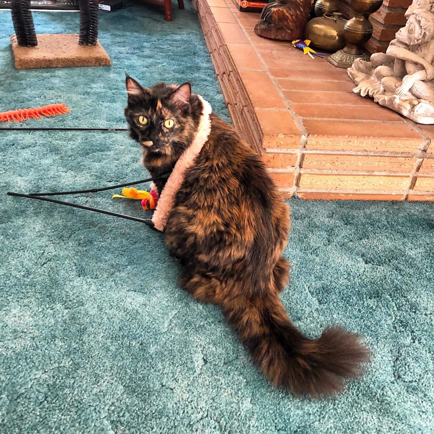 Spaz Playing with Her Danger Noodle