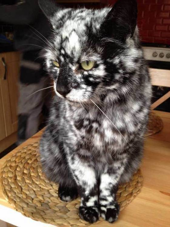 Speckles