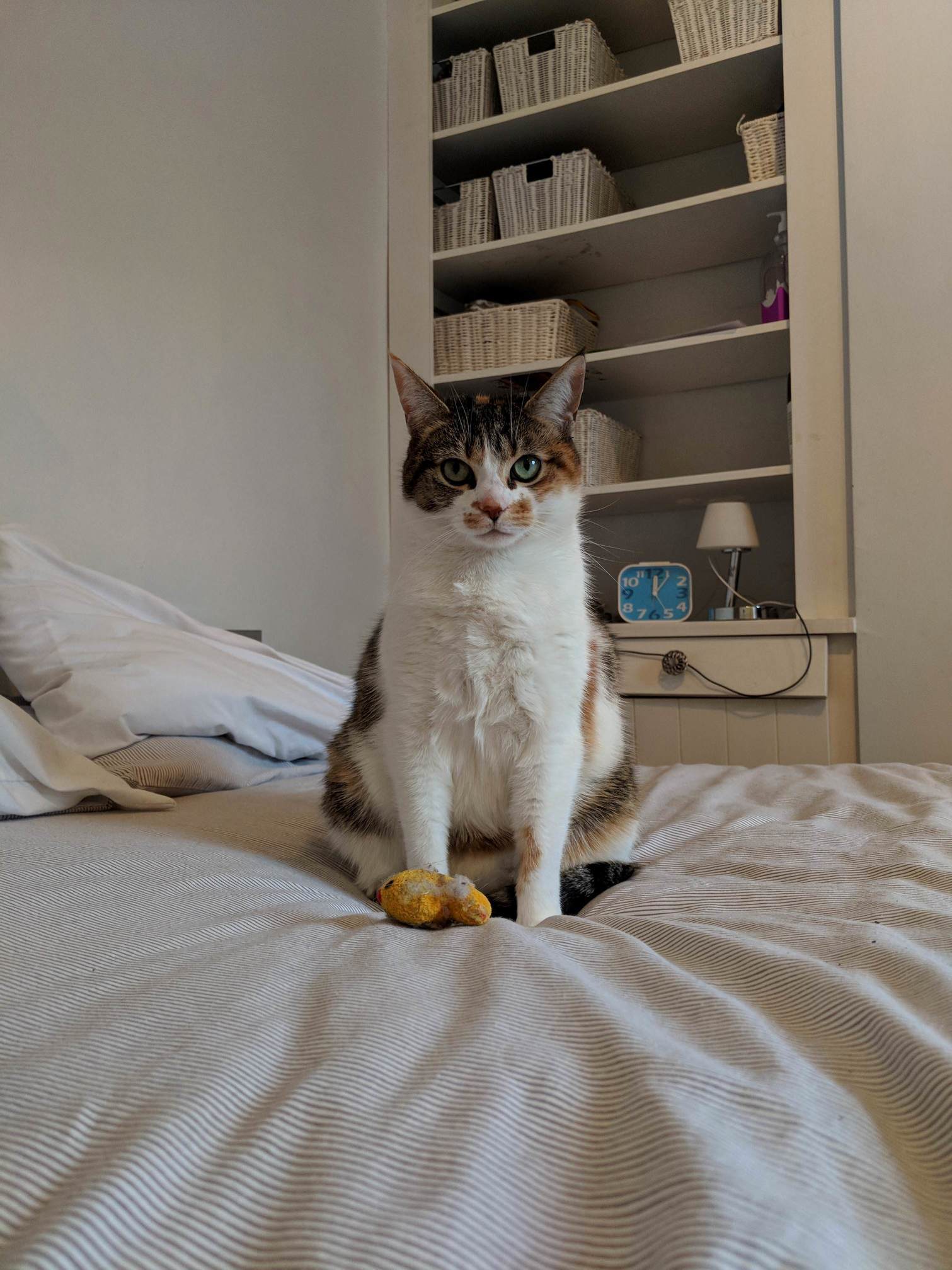 Standing Over Her Favourite Toy
