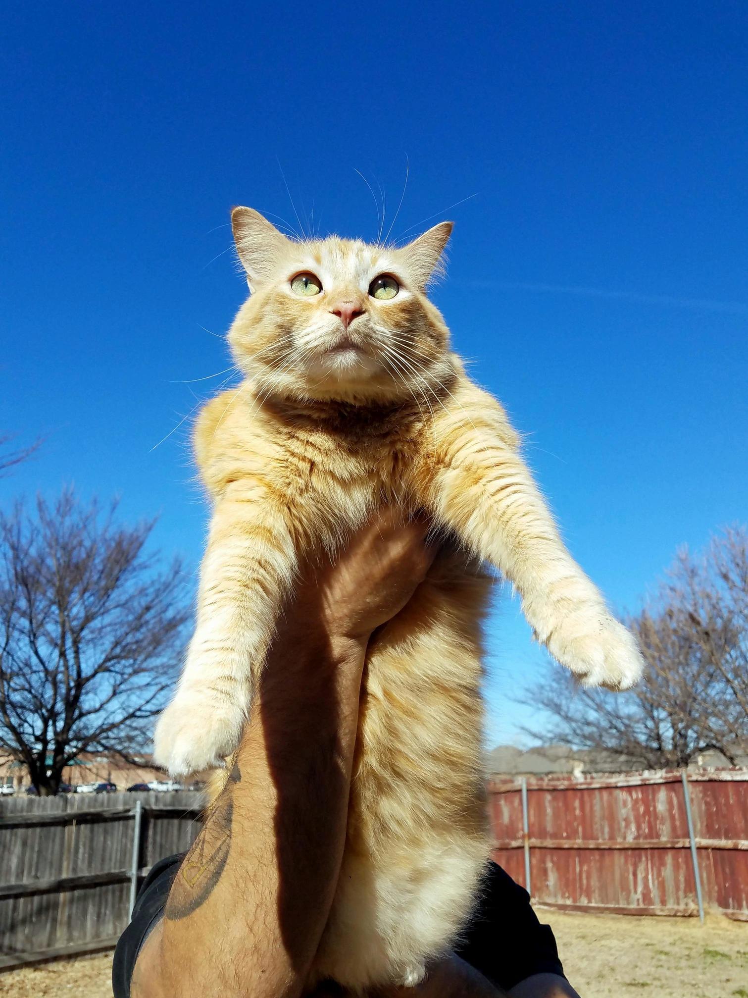 Sunshine Kitty...