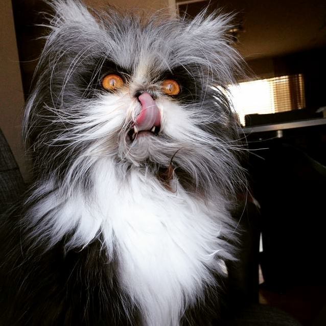The Evil Cat.