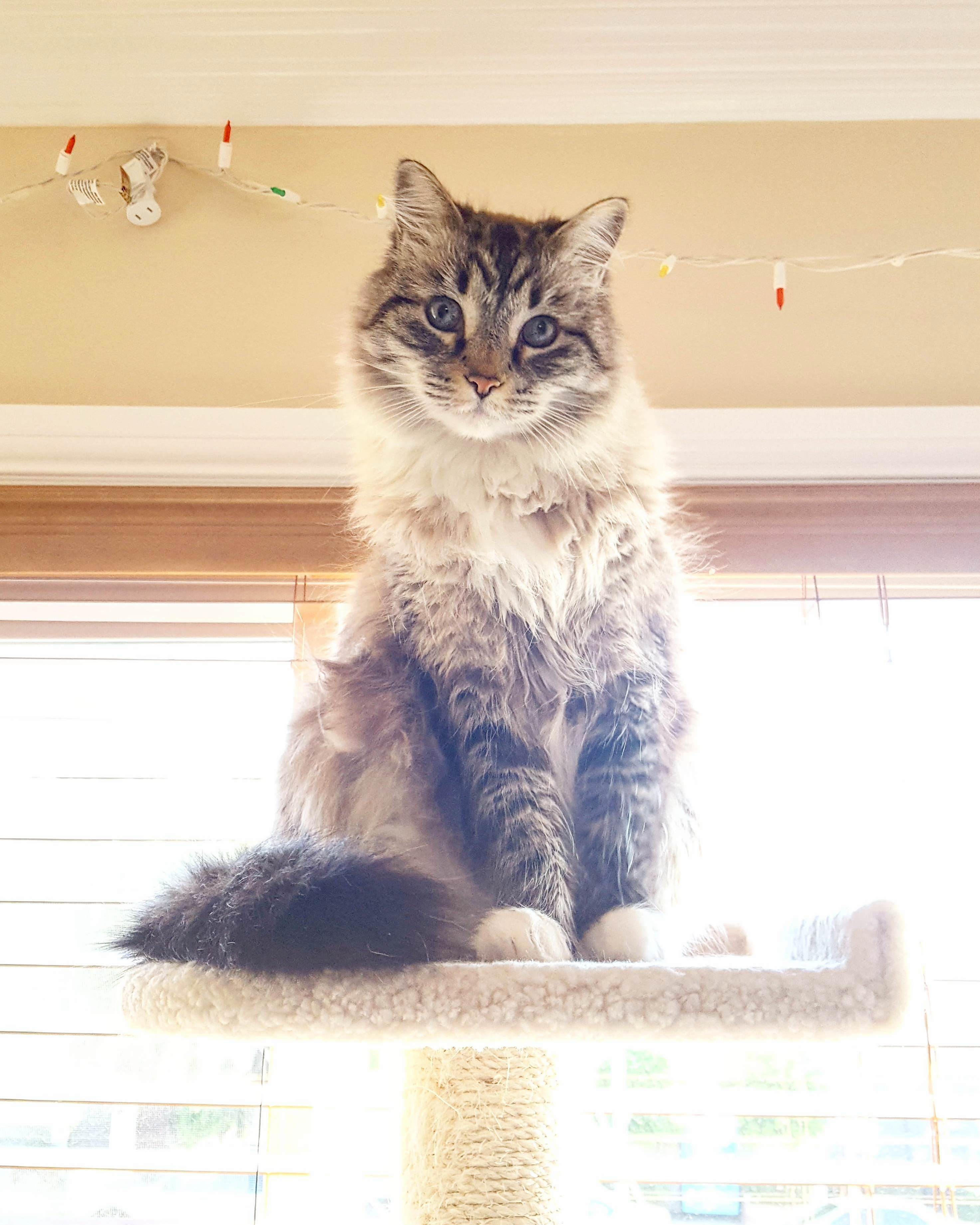 The Look My Cat Gives Me Before I Leave for Work...