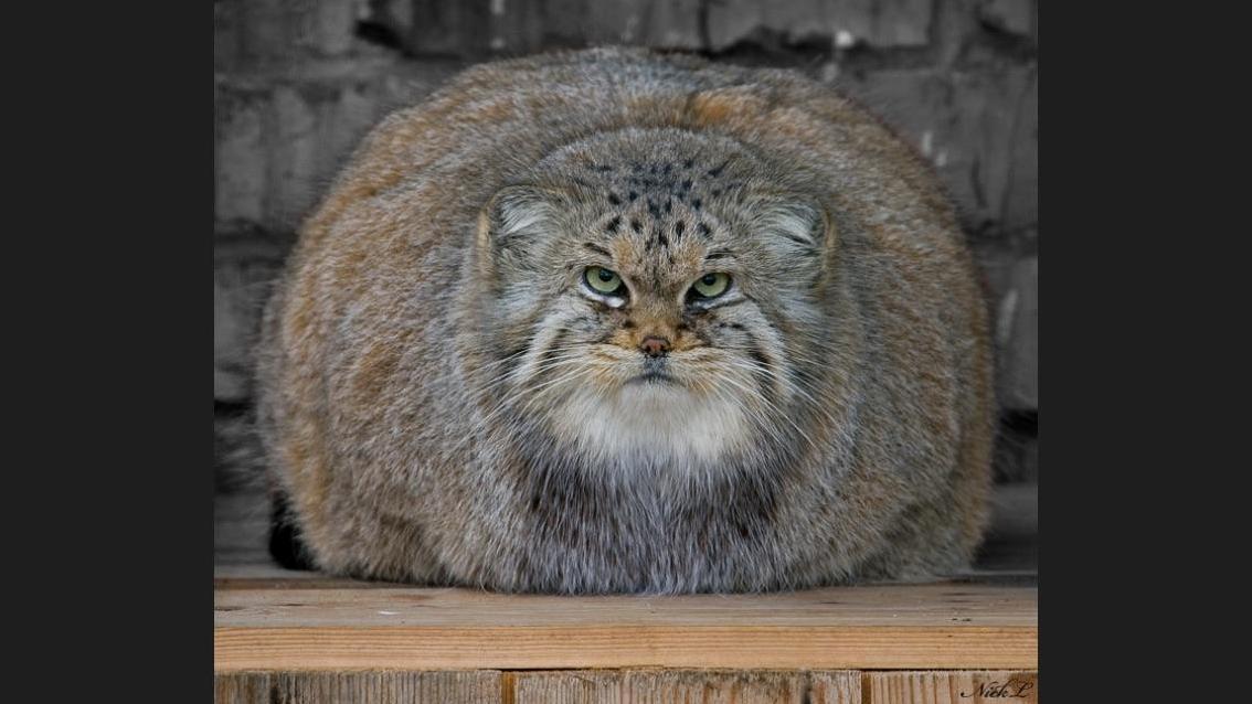 The Pallas Cat of Kyrgyzstan