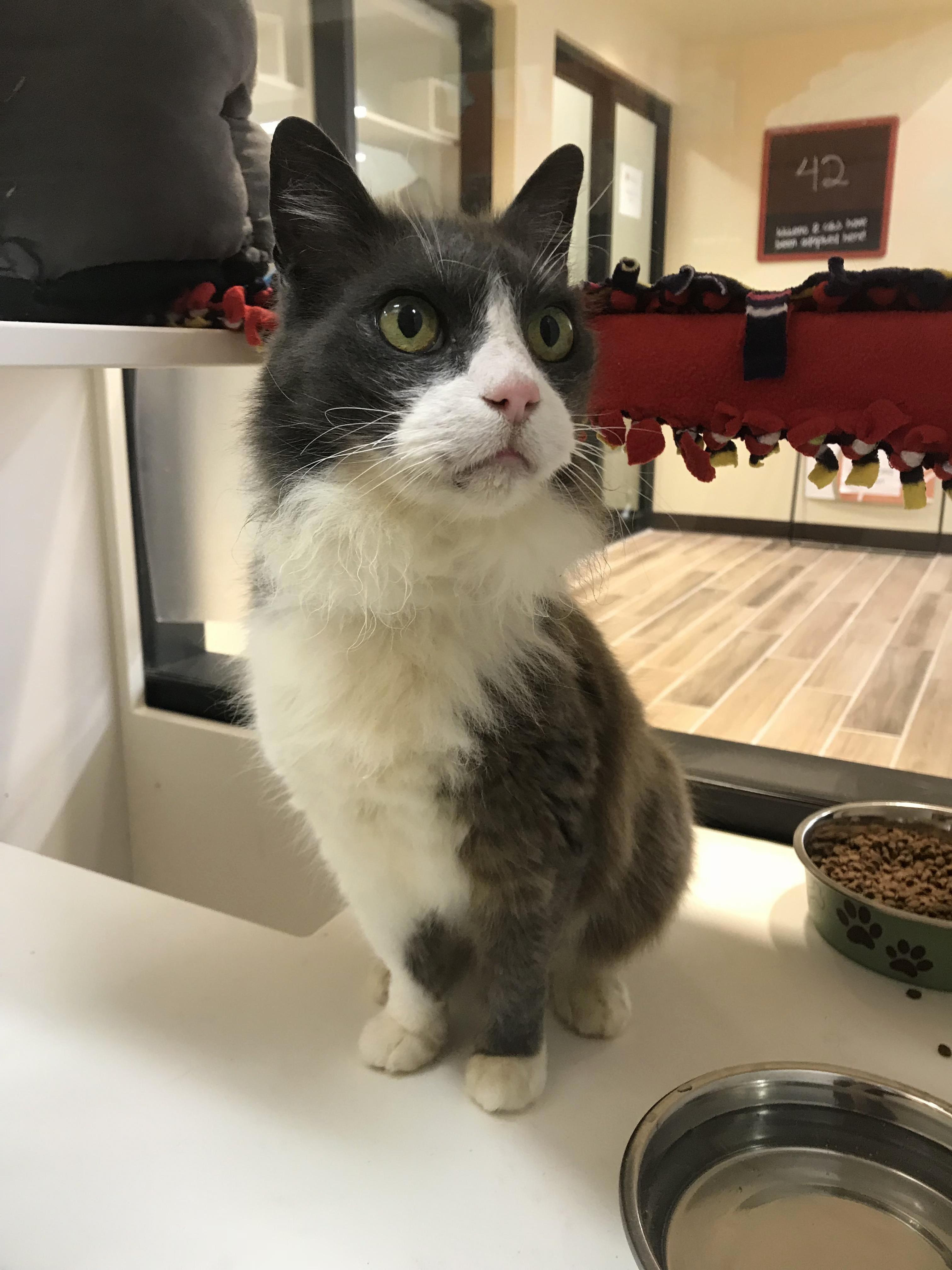 This Is Bobby. He Is Almost 10 and He Is 50% Off at the Local Humane Society. I Love Discount Bobby.