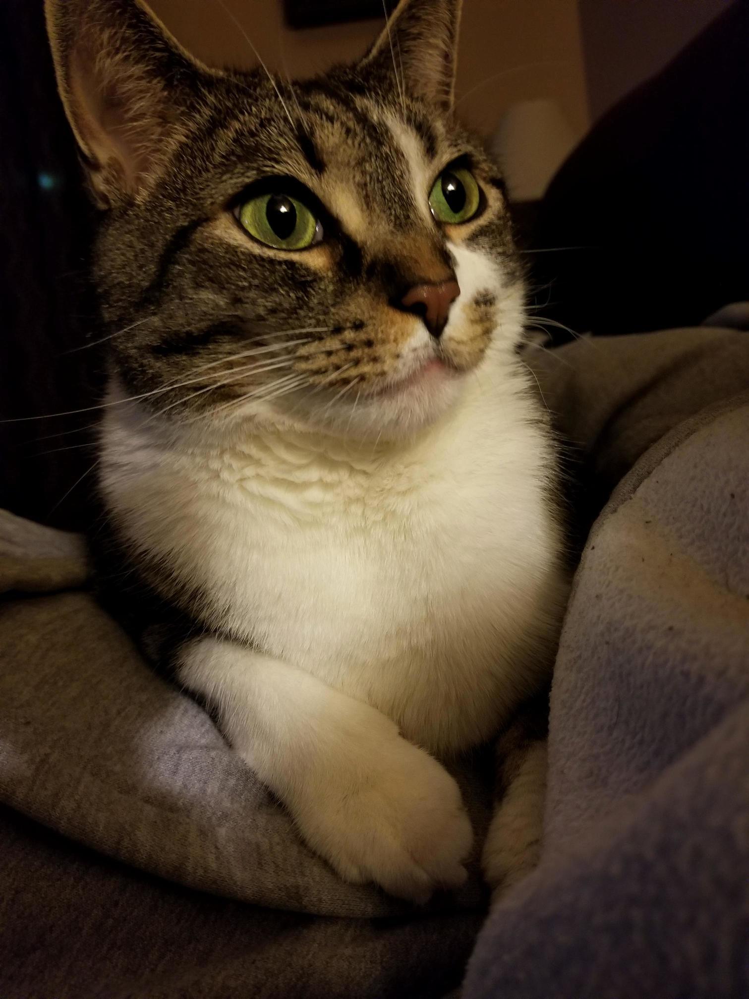 This Is Gambit. Today Is the 1 Year Anniversary of His Last Procedure.