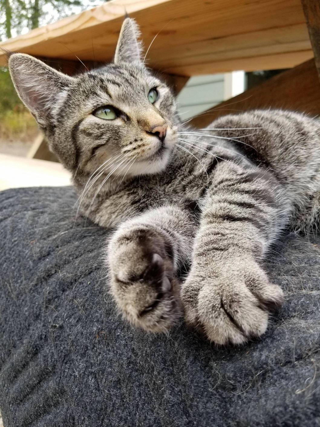 This Is Kitty (We Never Agreed on a Name). Shes 8 Years Old, a 100% Outdoor Cat, and Is a Tiny Girl at 7 Pounds. Shes the Most Cuddly Cat in the Whole World. She Doesnt Purr, but She Drools a Lot.