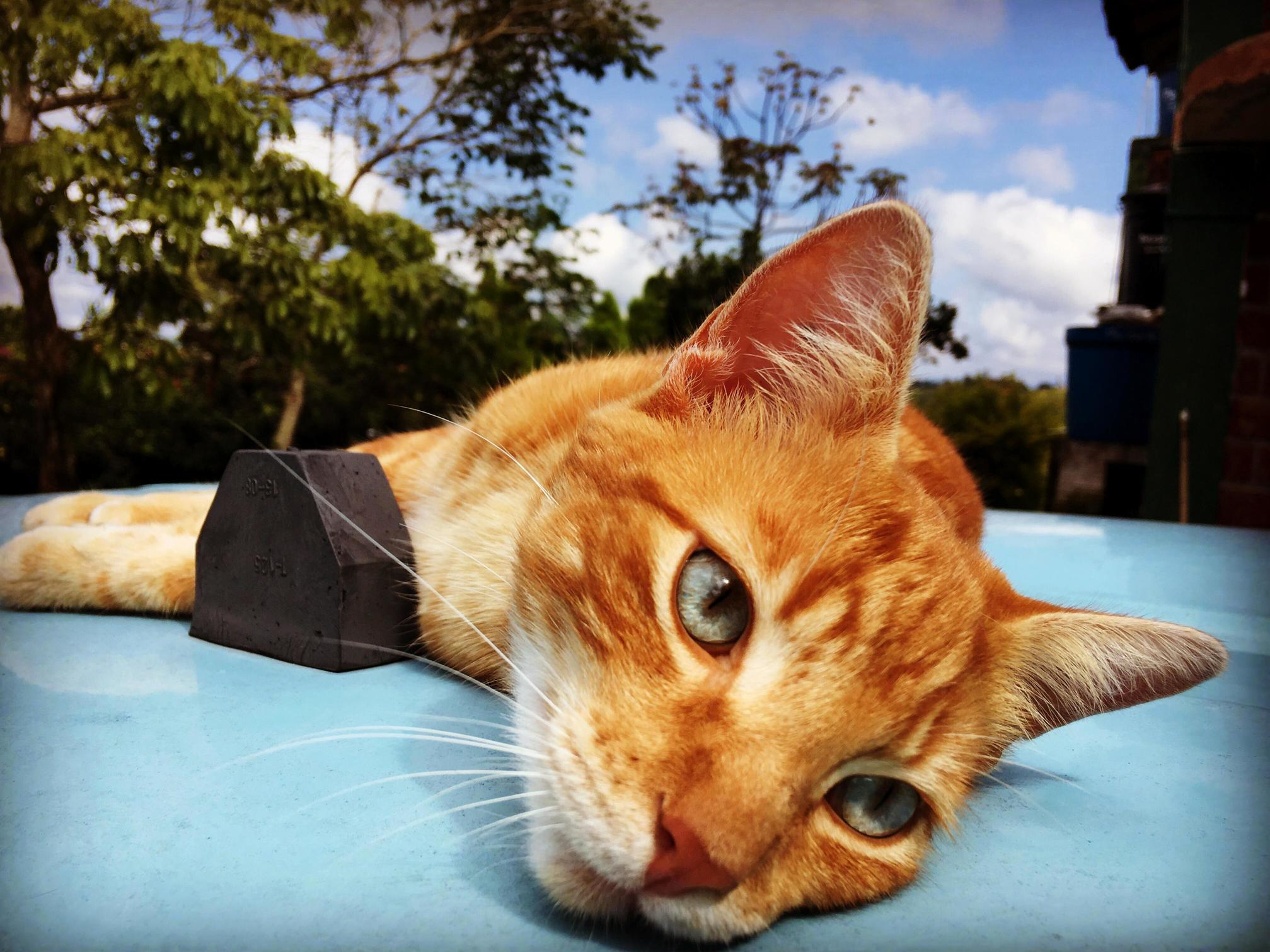 This Is Paul the Cat. We Made Friends Over a Series of Weeks While I Worked at a Hostel in Colombia. He Is a Pretty Chill Cat.