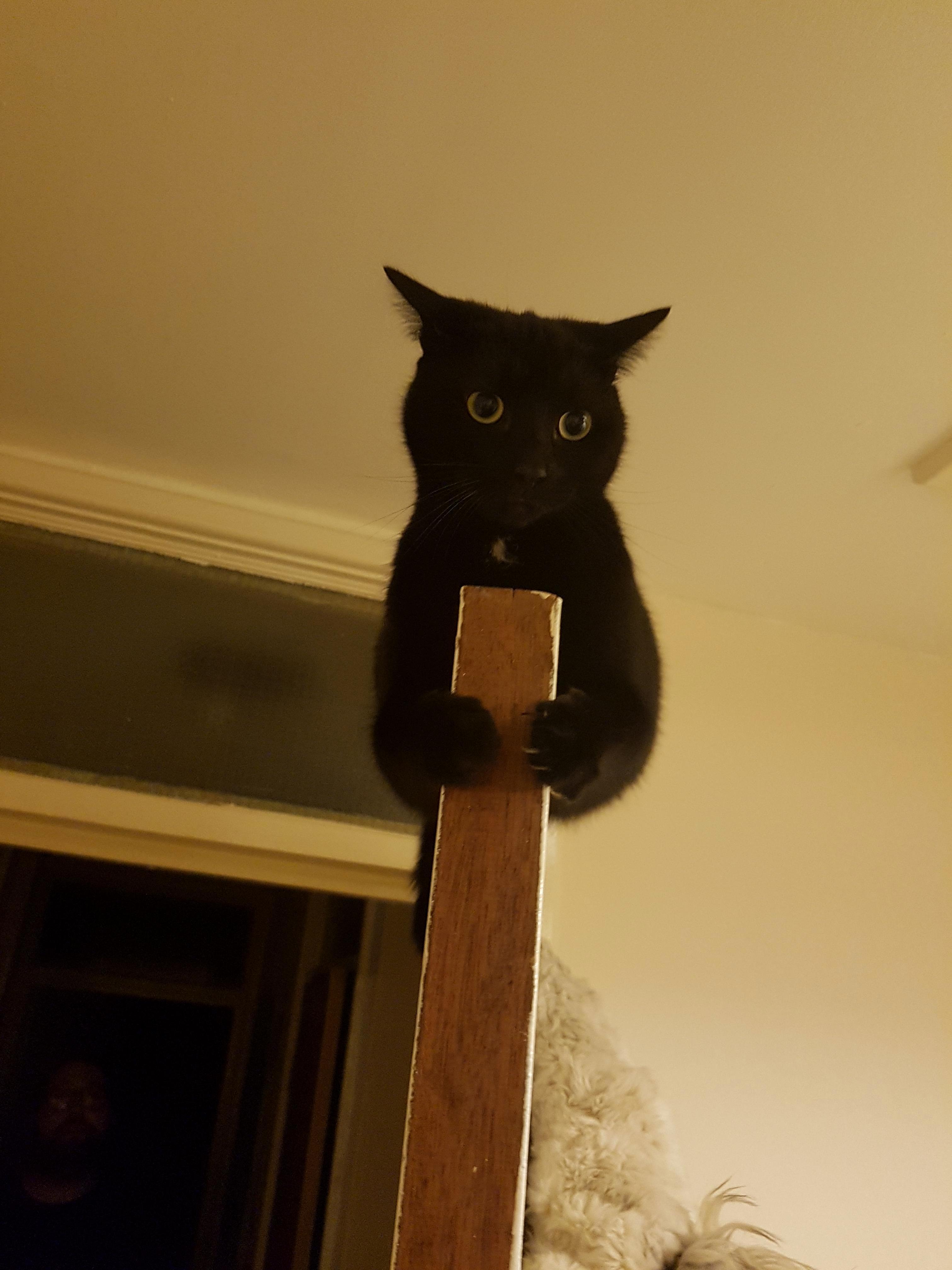 This Is Rex. Hes Very Hard to Take a Picture of but Hes Bloody Gorgeous