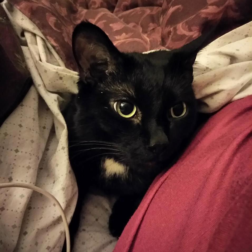 This Is Zippys Twin Brother Grumpy. He Is an Amazing Lovebug. )