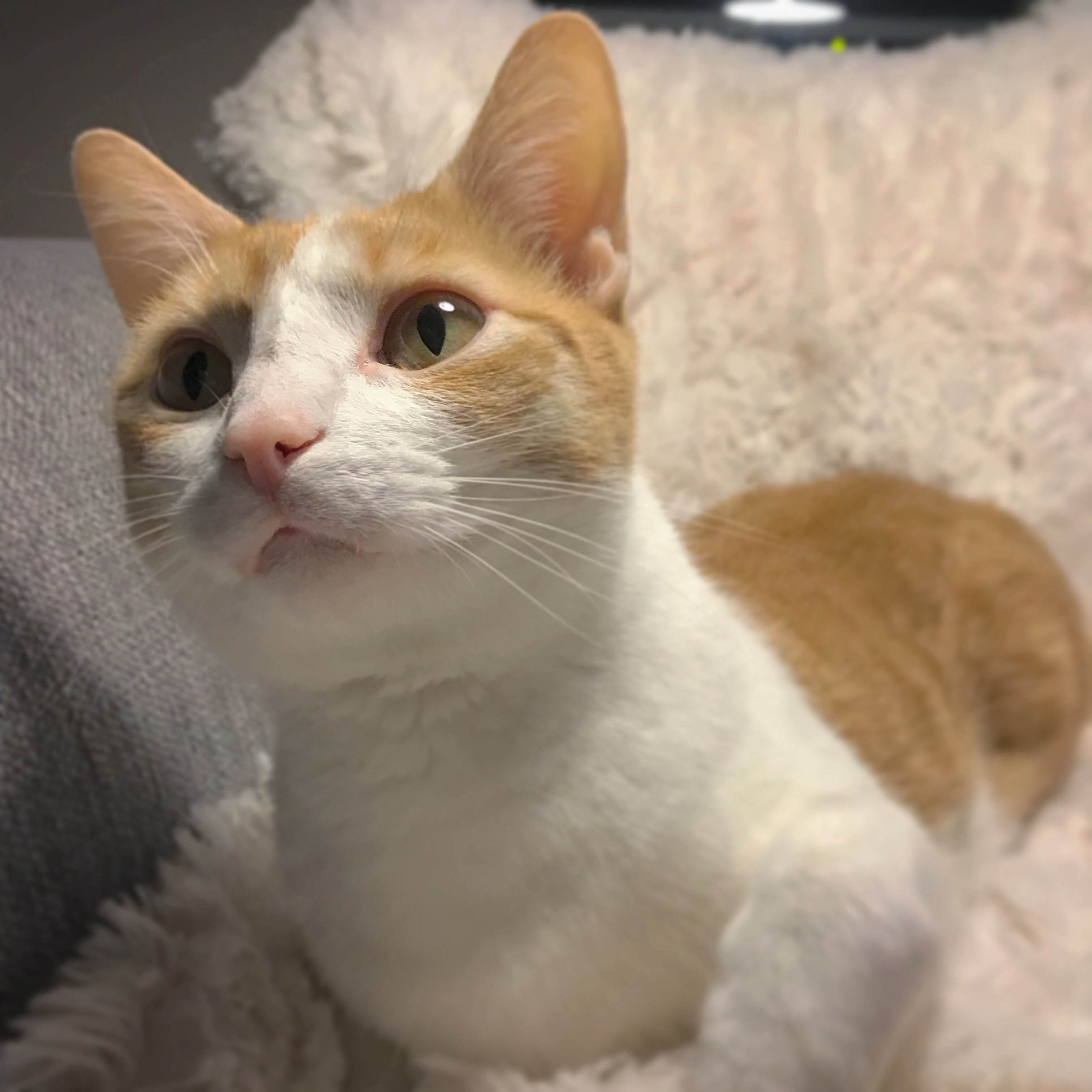 This Young Man Has Claimed the Comfiest Blanket in the House As His Own.
