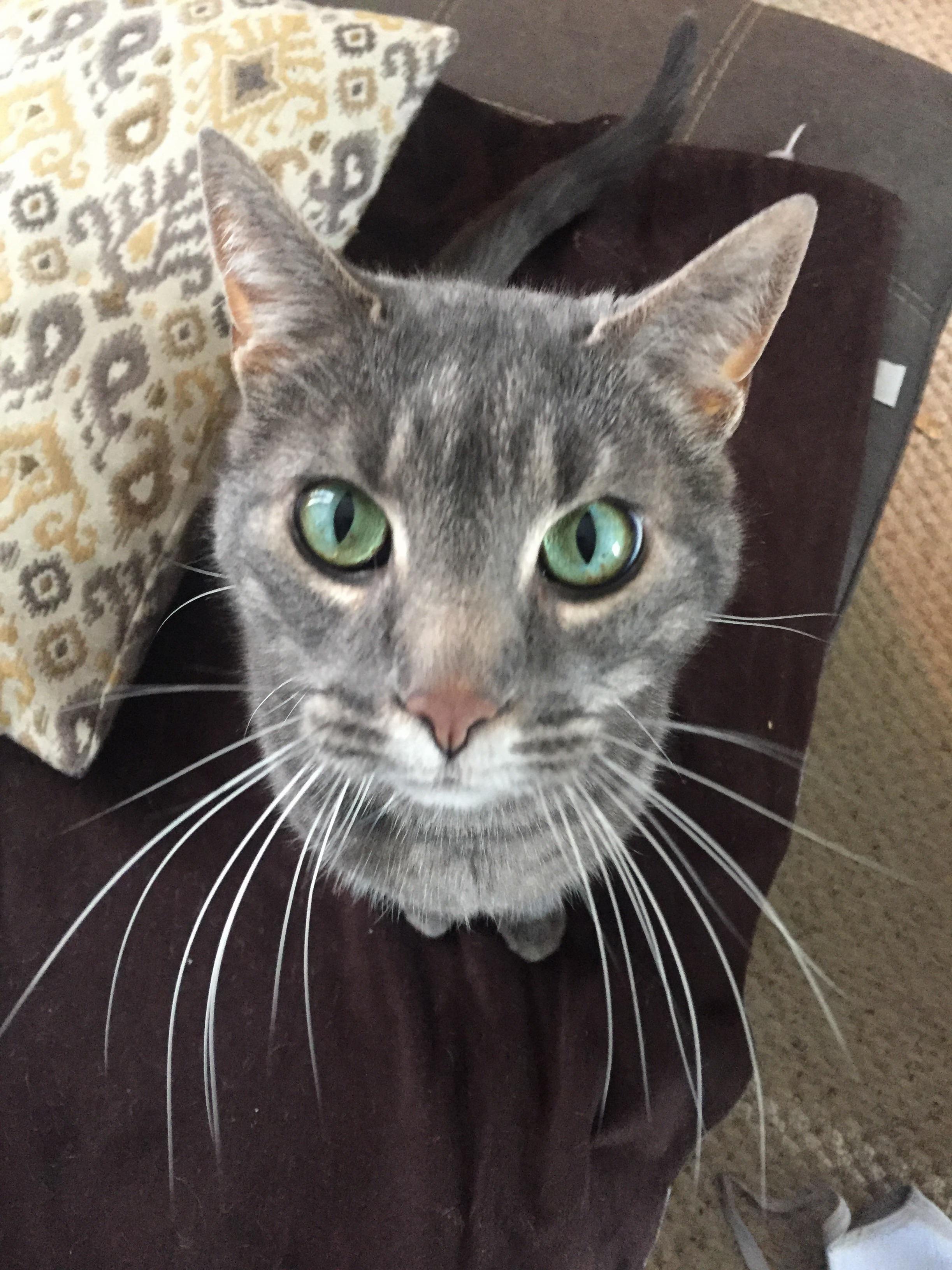 Those Eyes Net Him Lots of Treats!