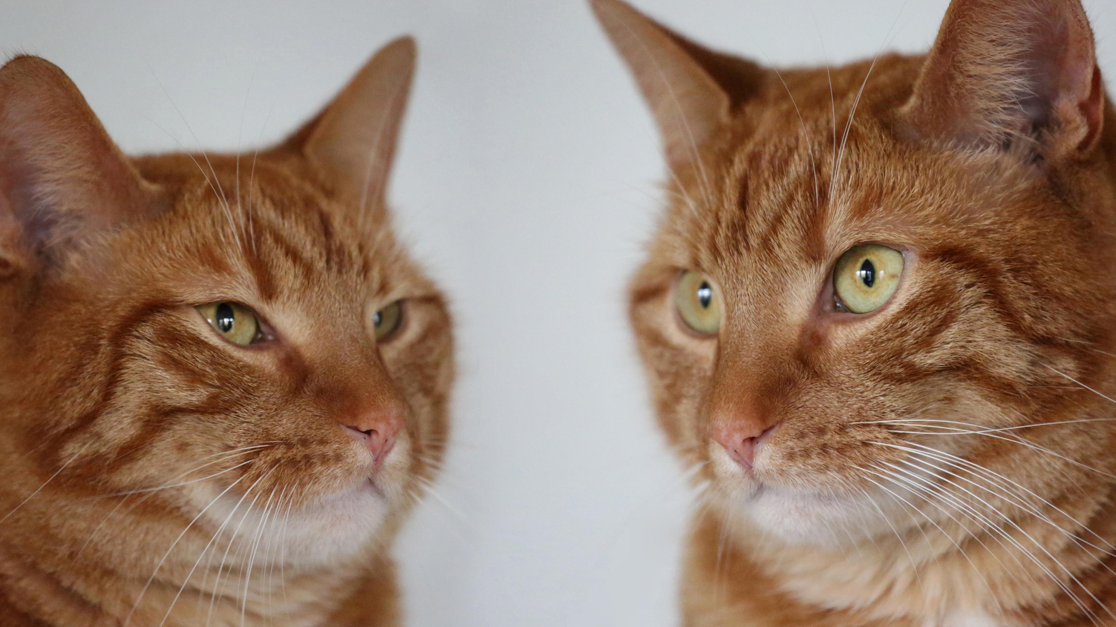 Took Some Pictures of My Cat, Who I Think Looks Gorgeous, Despite Originally Having Been Found in a Stray Nest.