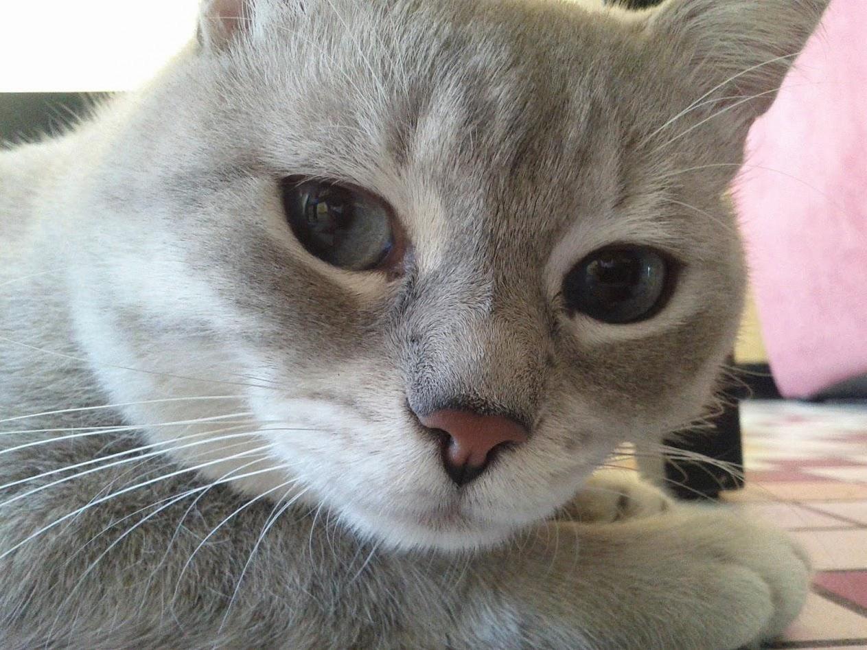 Truly the Best Photo I Have Ever Taken of My Cat