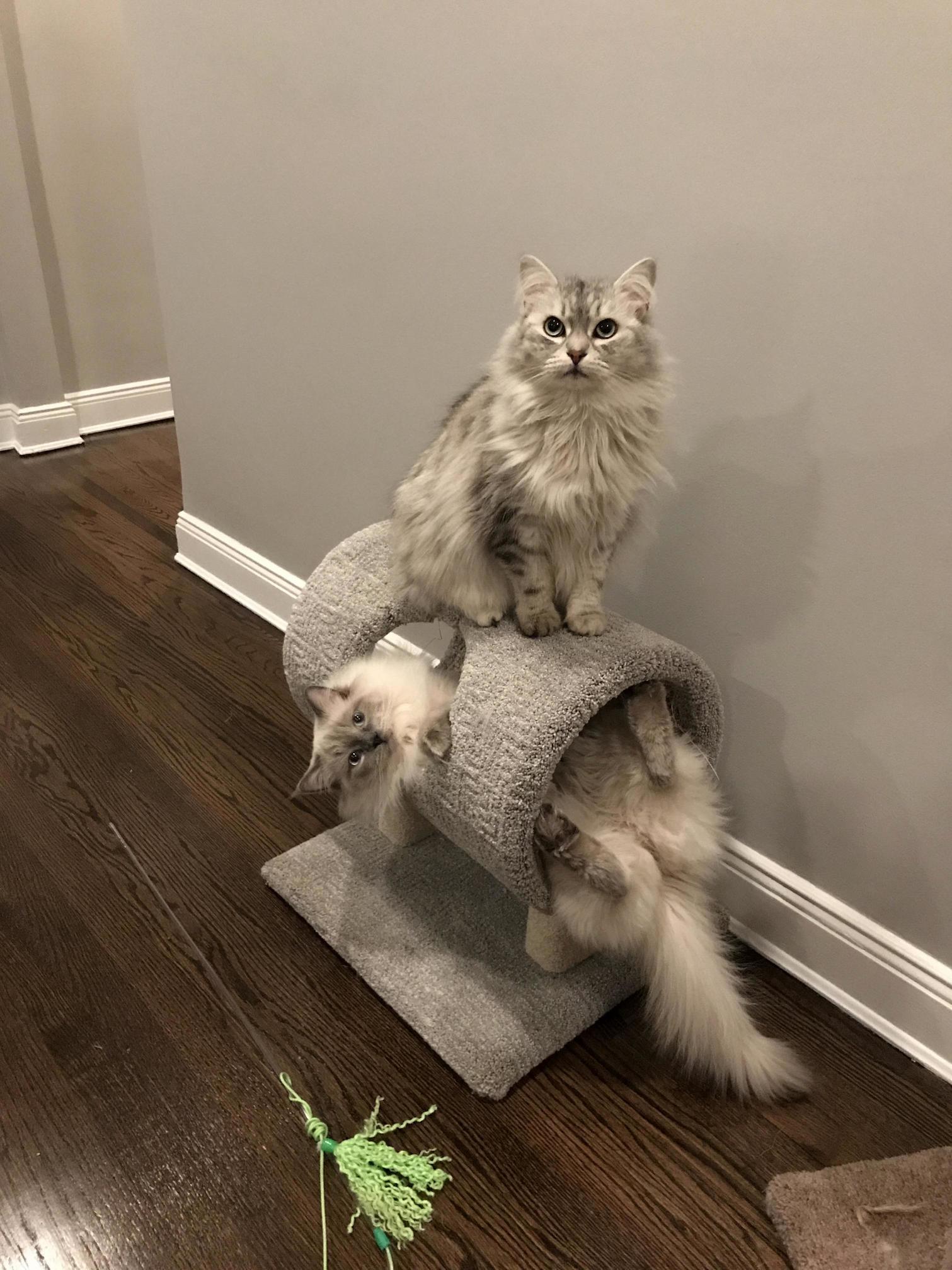 Two Good Looking Guys Just Hanging Out. Siberian and Ragdoll