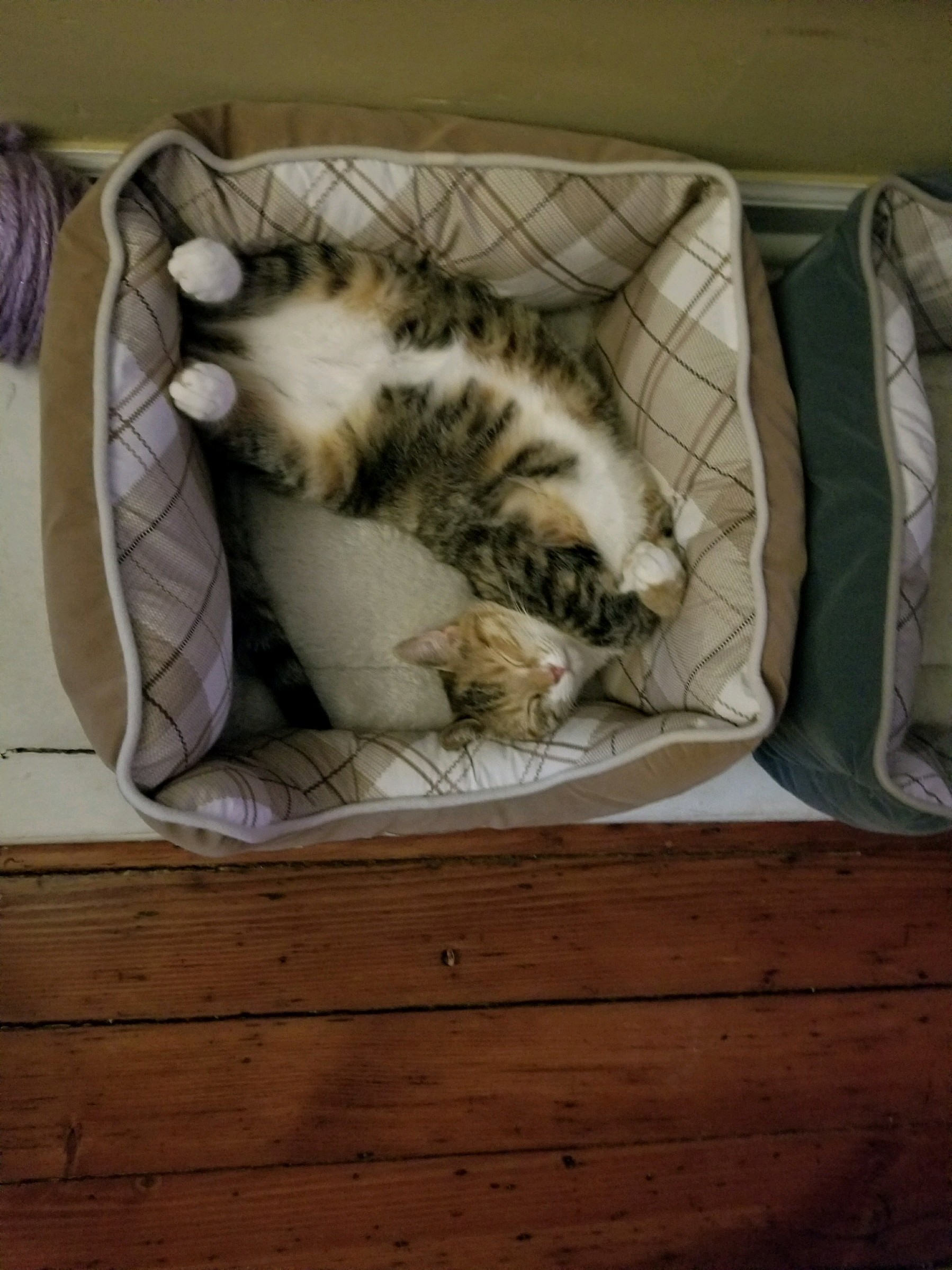 We Got a New Bed with Catnip Inside It... She Seems to Like It!