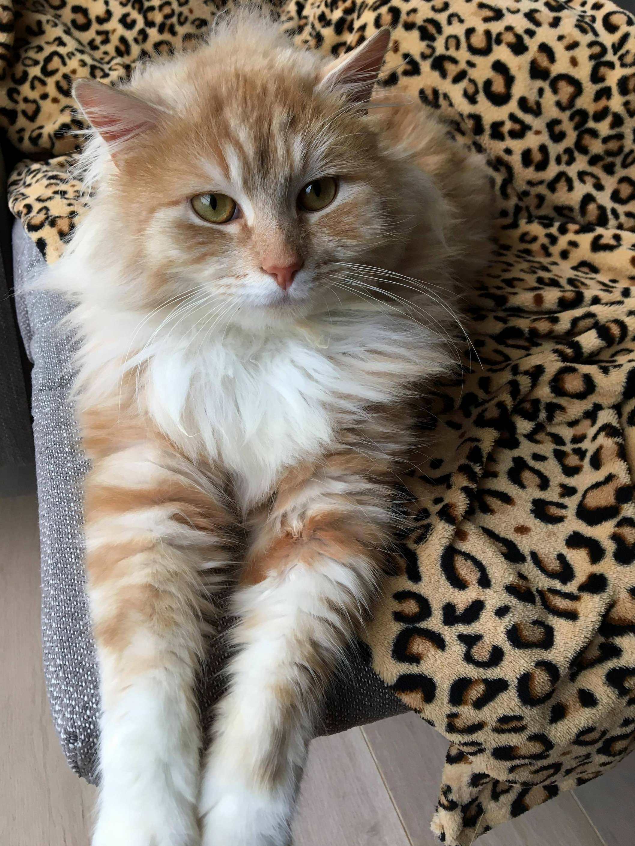 We Just Adopted Our Friendly Neighbourhood Cat Who Did Not Have a Home. Could Anyone Tell Me What Breed He Is